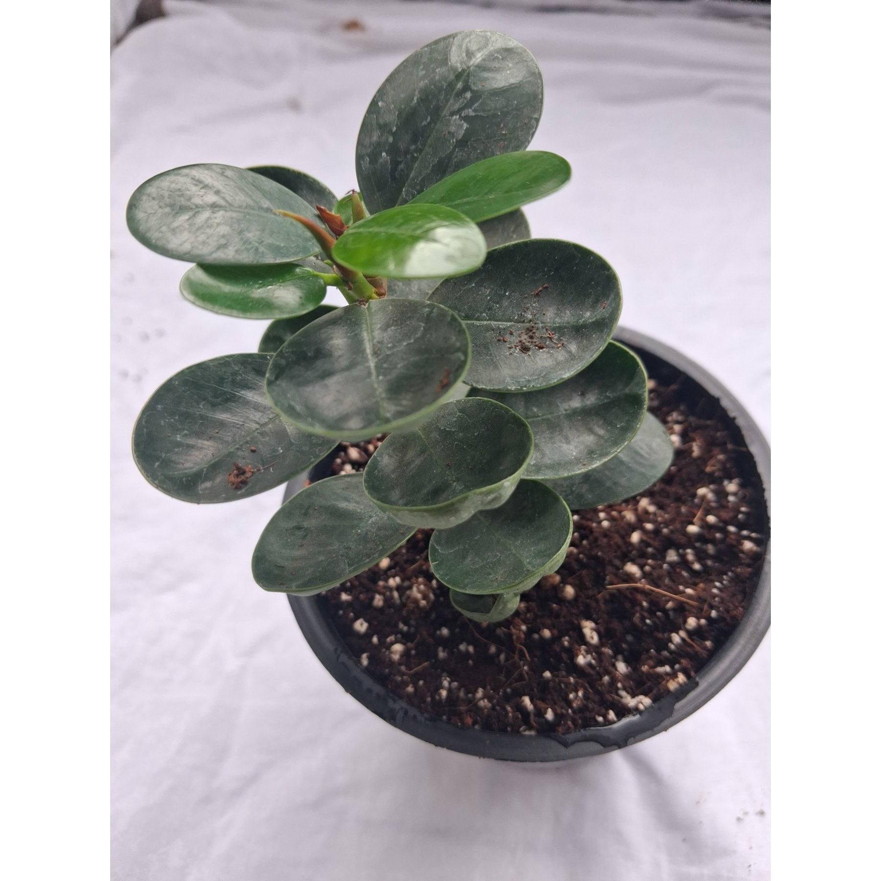 Compact Ficus close up leaf detail – healthy nursery plant – Foliages.in