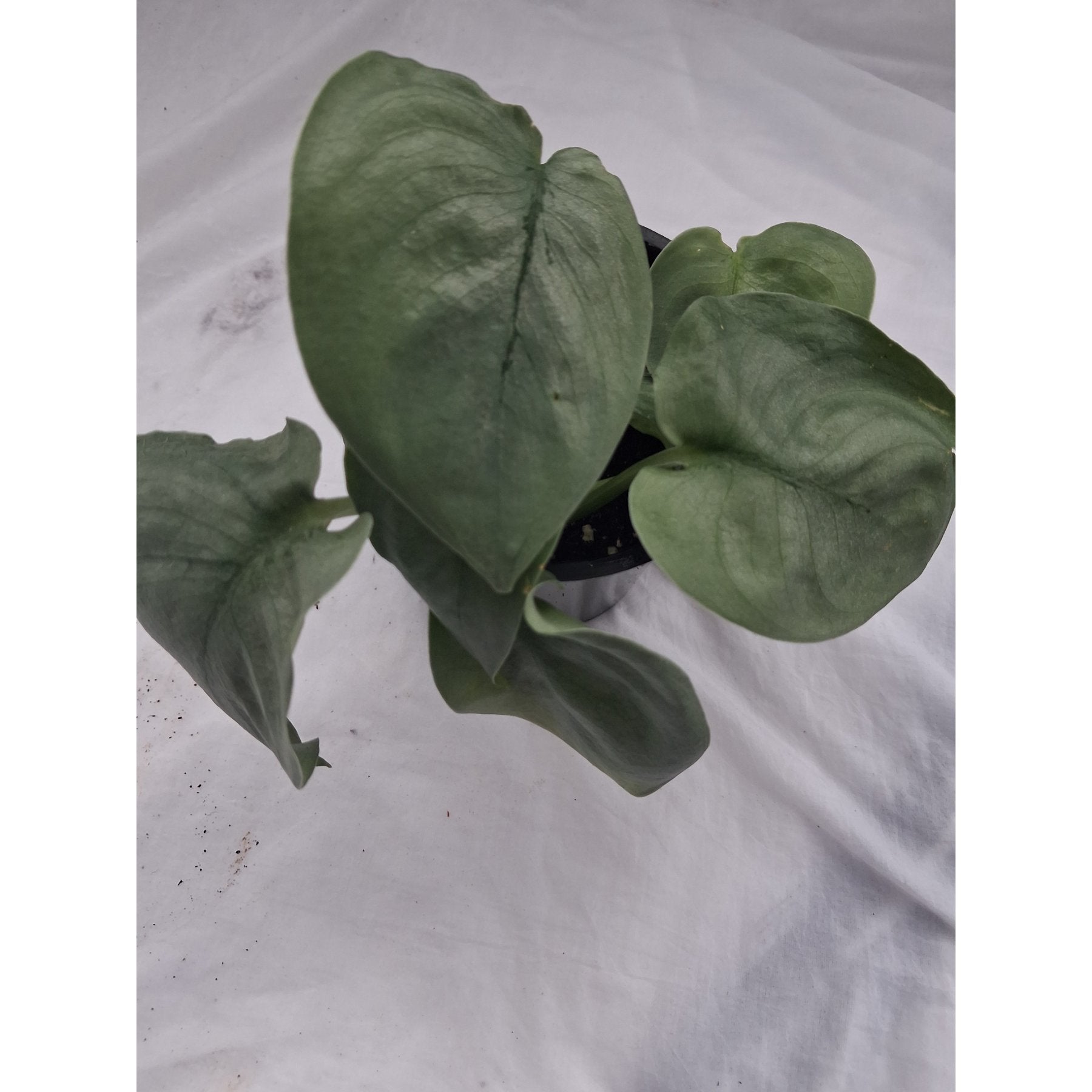 Scindapsus Platinum Java close up leaf detail – healthy nursery plant – Foliages.in
