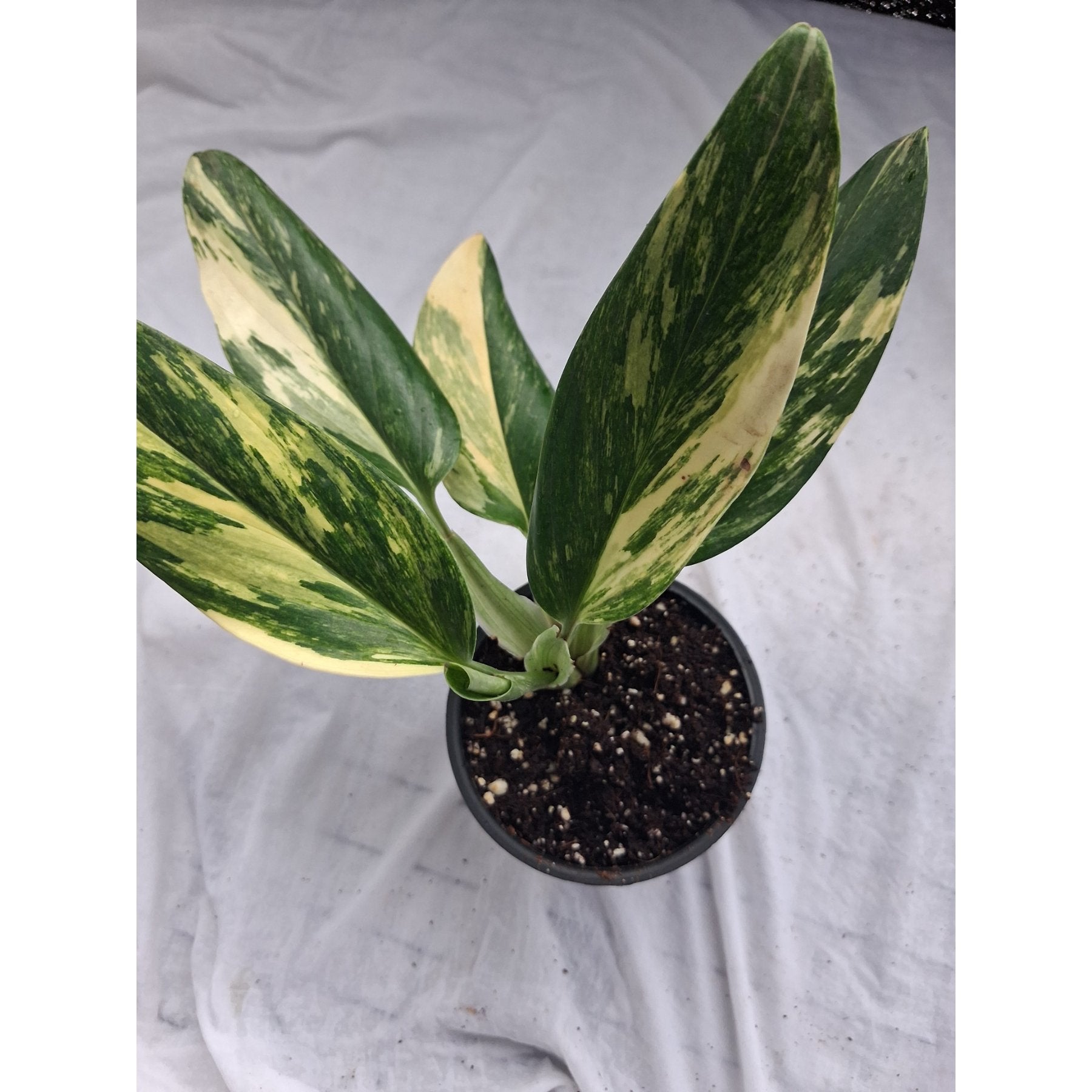 Monstera Standleyana Aurea Variegated – Lush golden variegated Monstera standleyana foliage in natural light – Foliages India