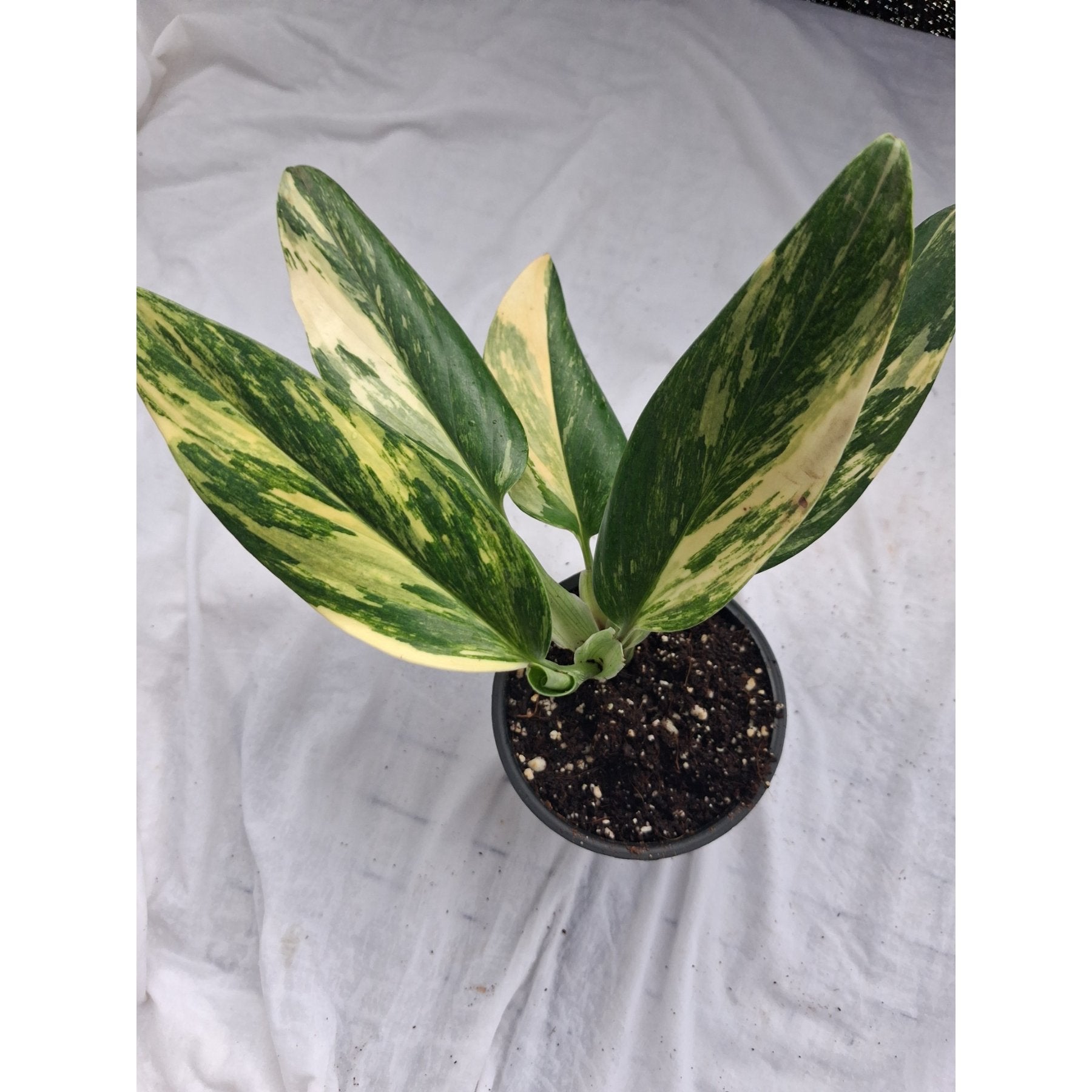 Monstera Standleyana Aurea Variegated close up leaf detail – healthy nursery plant – Foliages.in
