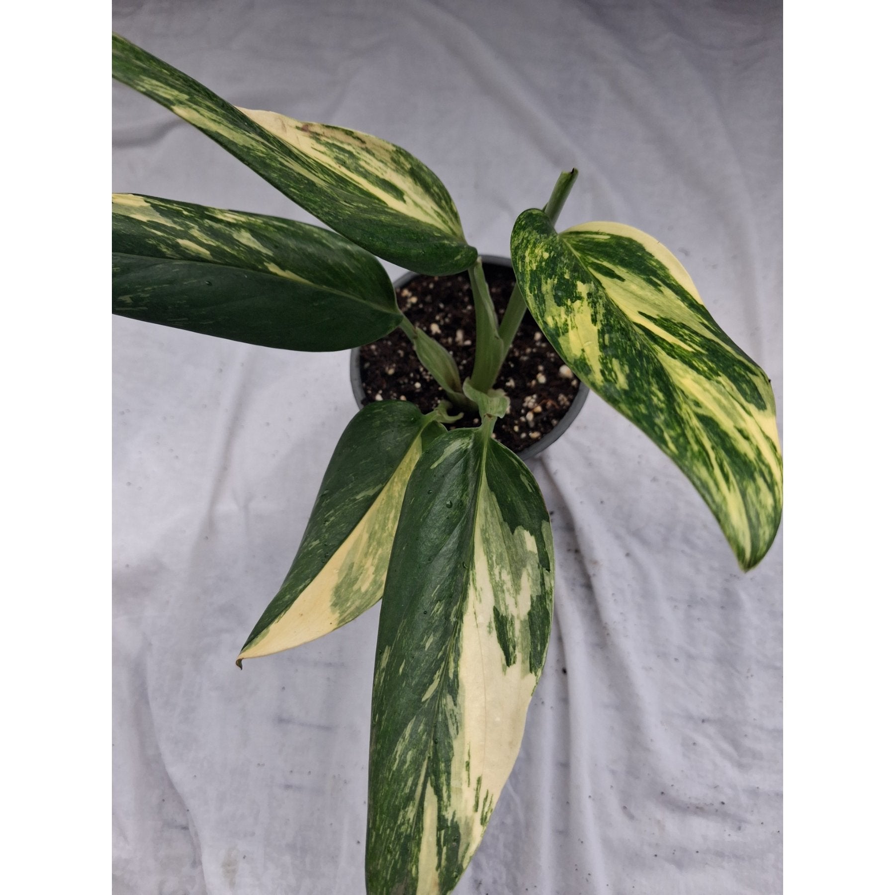 Monstera Standleyana Aurea Variegated close up leaf detail – healthy nursery plant – Foliages.in