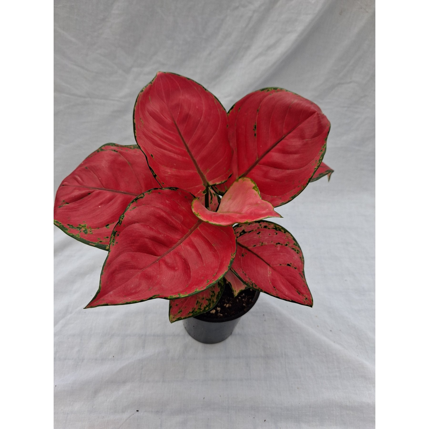 Aglaonema Red Zircon – Vibrant red and green Aglaonema Red Zircon foliage in natural light – Foliages India