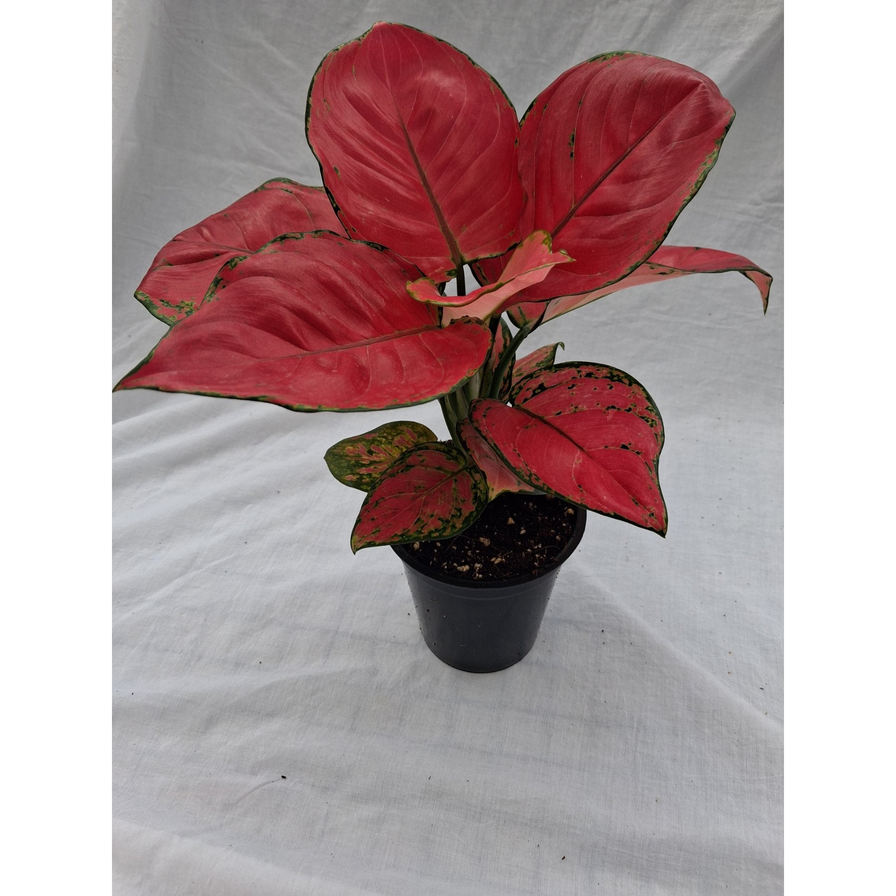 Aglaonema Red Zircon close up leaf detail – healthy nursery plant – Foliages.in