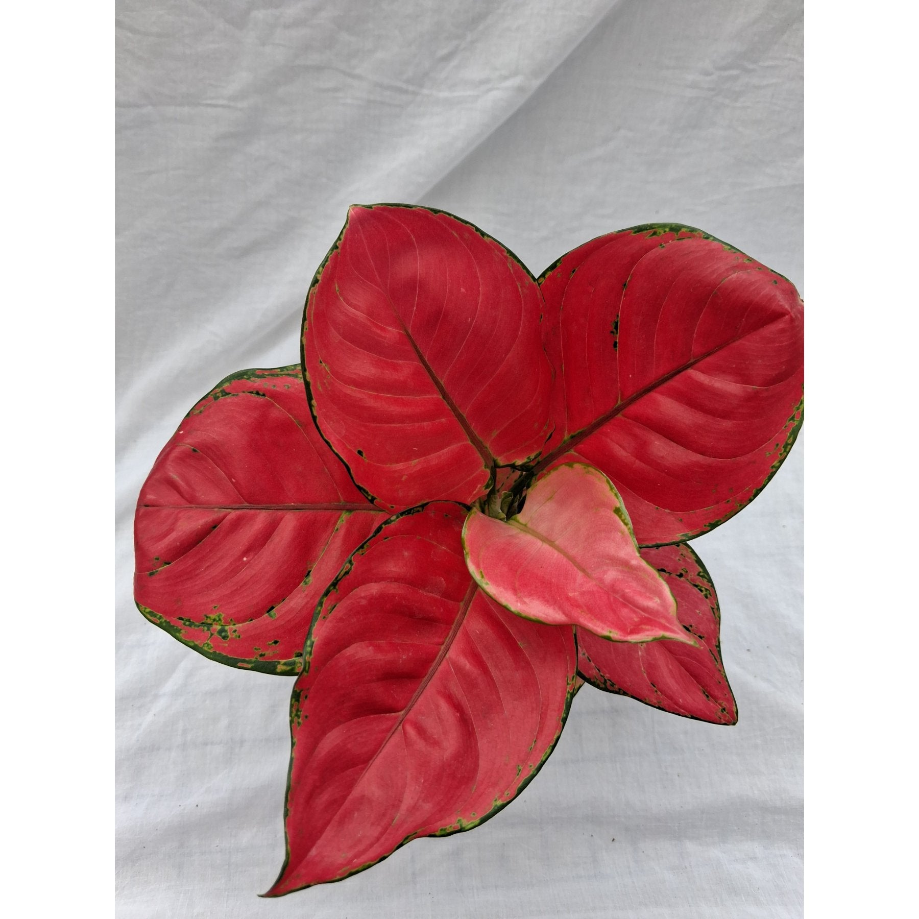 Aglaonema Red Zircon close up leaf detail – healthy nursery plant – Foliages.in