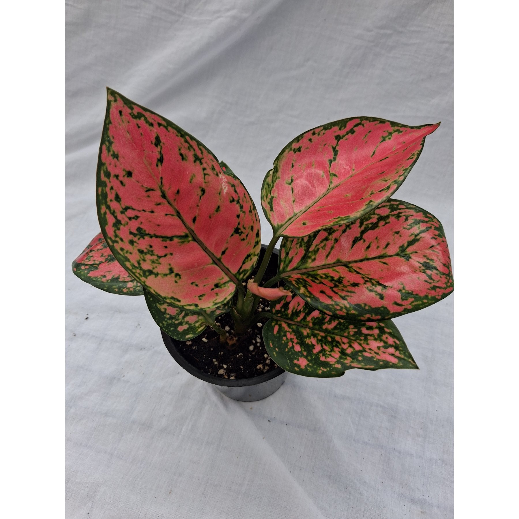 Aglaonema Red Valentine – Aglaonema Red Valentine plant with vibrant pink and green leaves – Foliages India