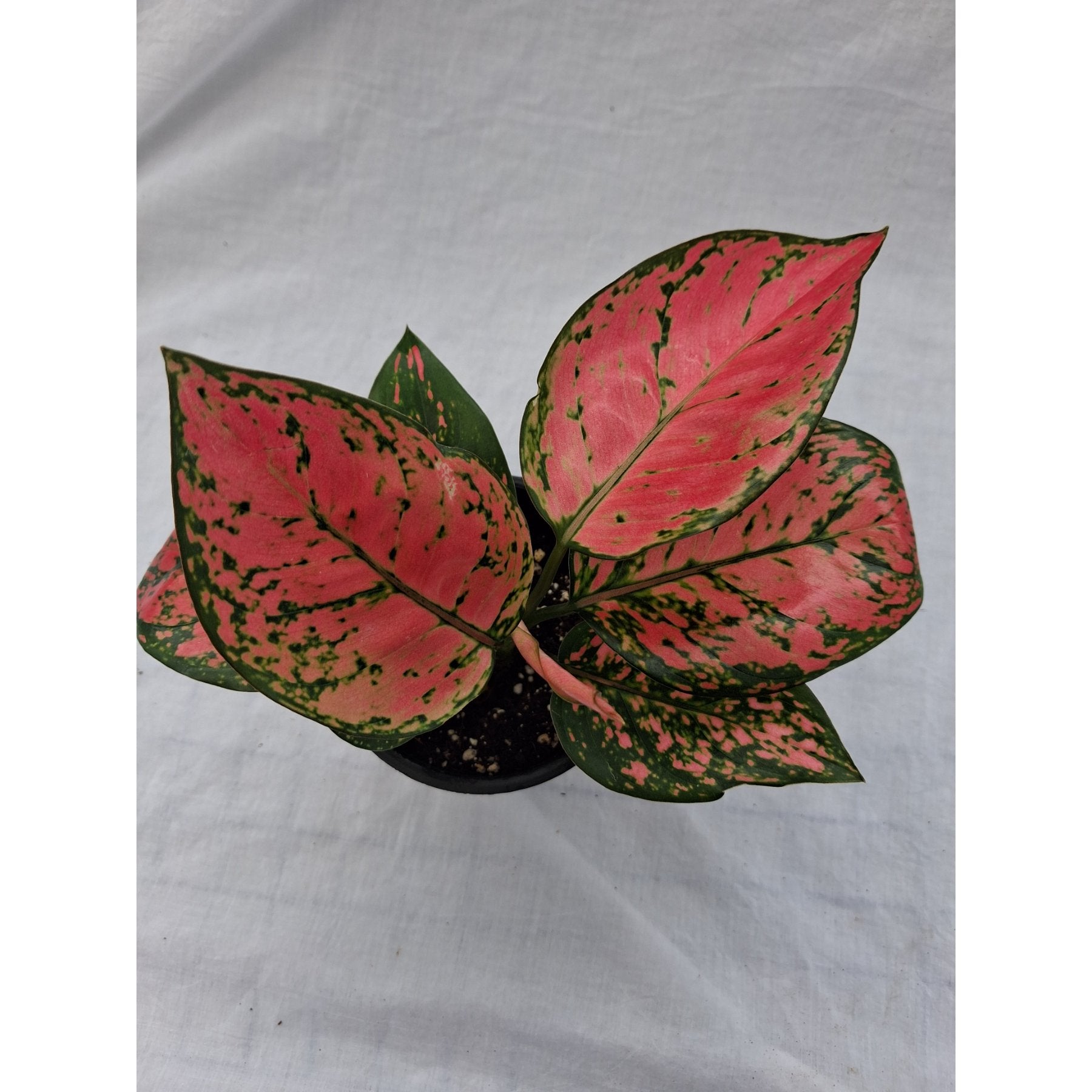 Aglaonema Red Valentine close up leaf detail – healthy nursery plant – Foliages.in