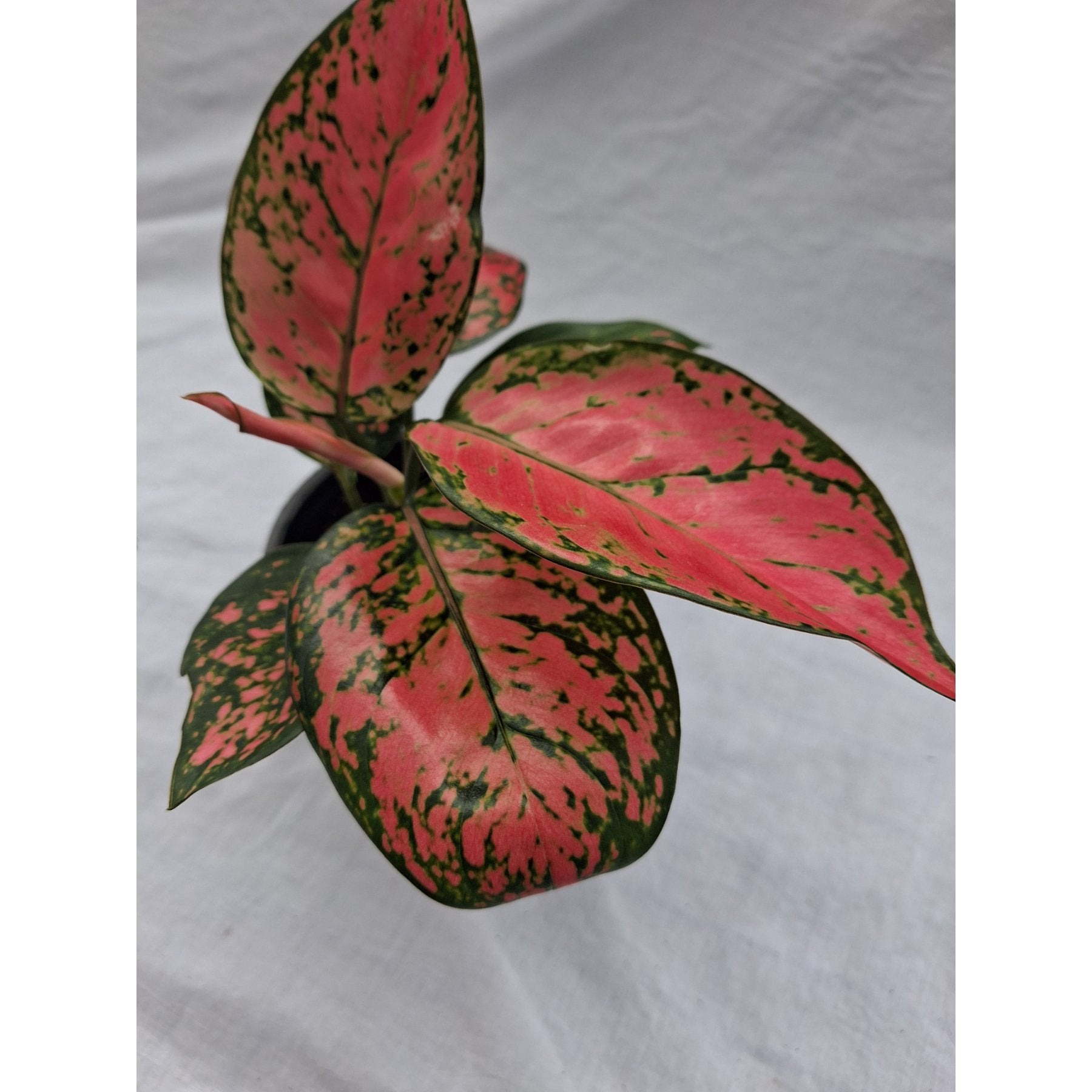 Aglaonema Red Valentine close up leaf detail – healthy nursery plant – Foliages.in