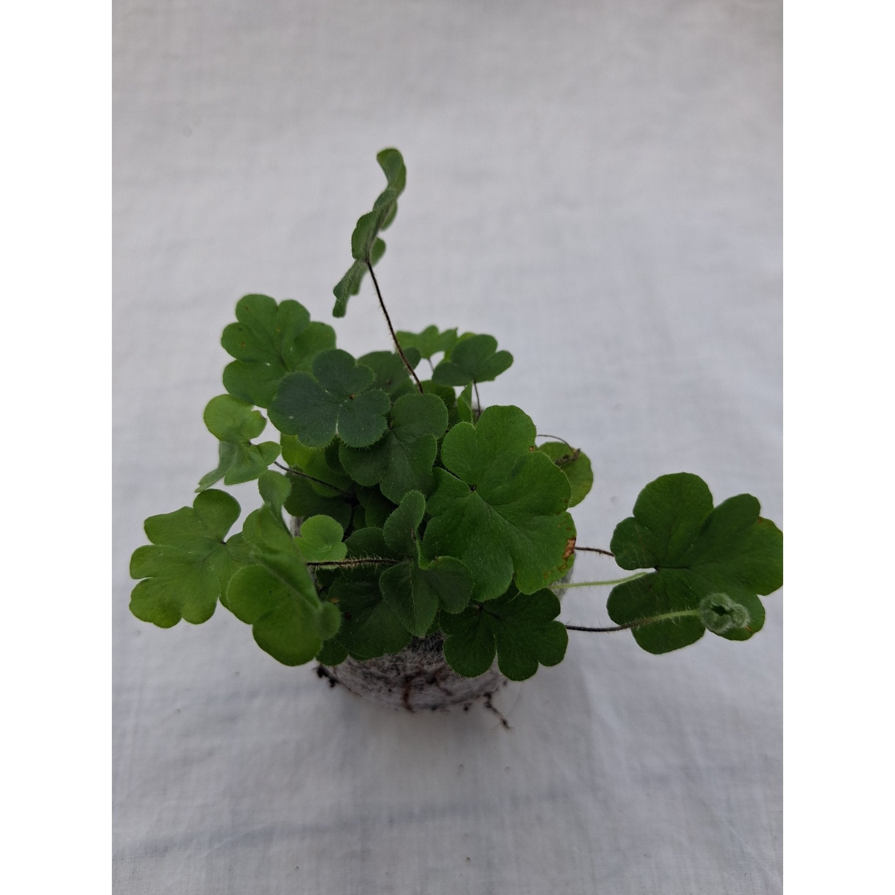 Antenna Fern close up leaf detail – healthy nursery plant – Foliages.in