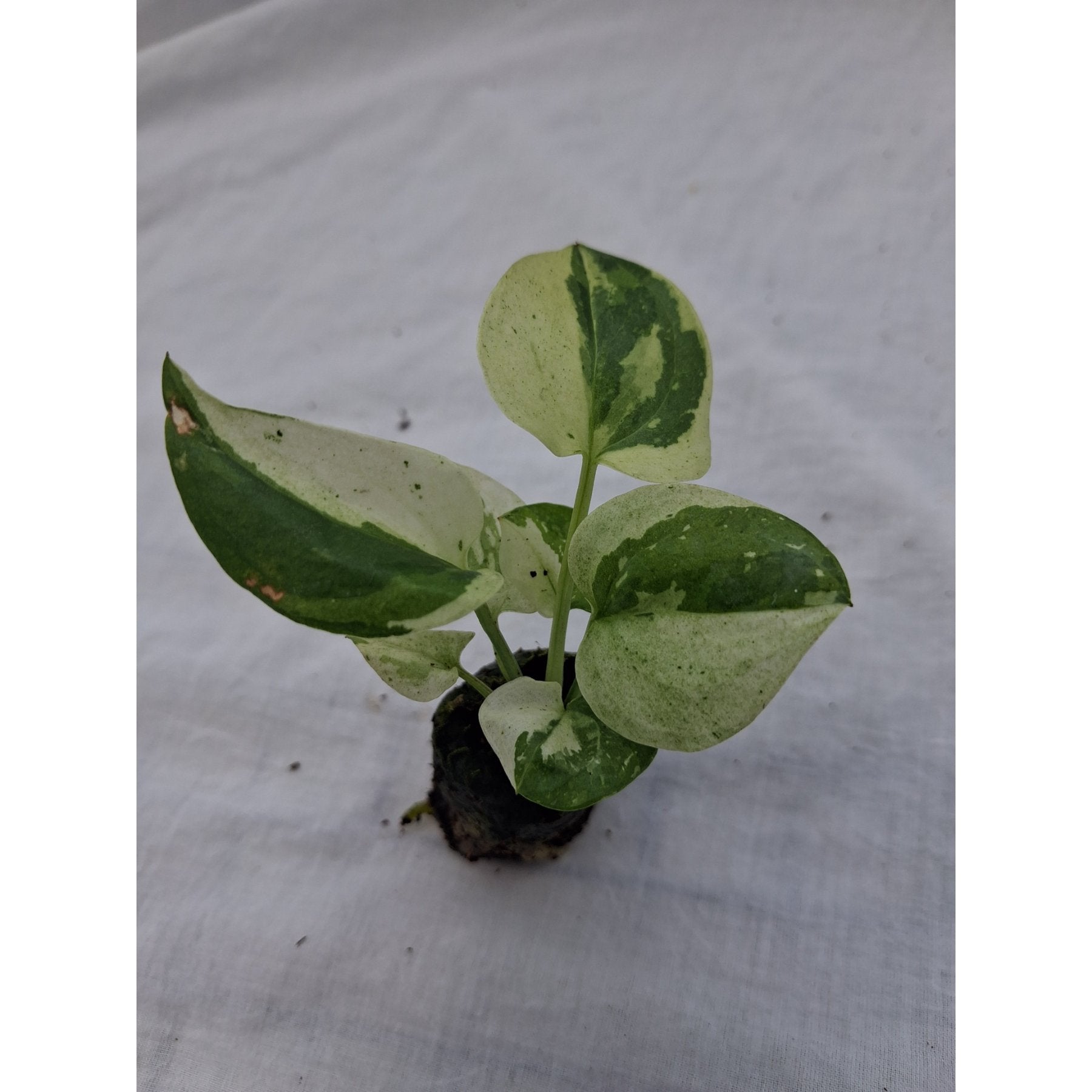 Anthurium Renaissance Variegated close up leaf detail – healthy nursery plant – Foliages.in