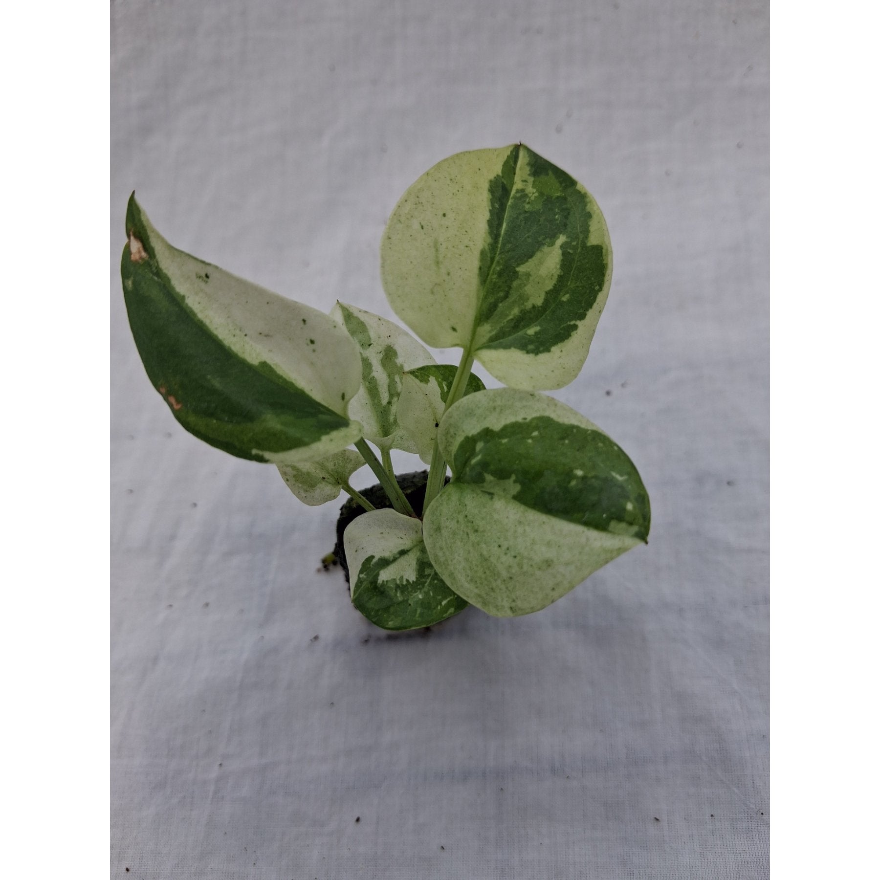 Anthurium Renaissance Variegated close up leaf detail – healthy nursery plant – Foliages.in