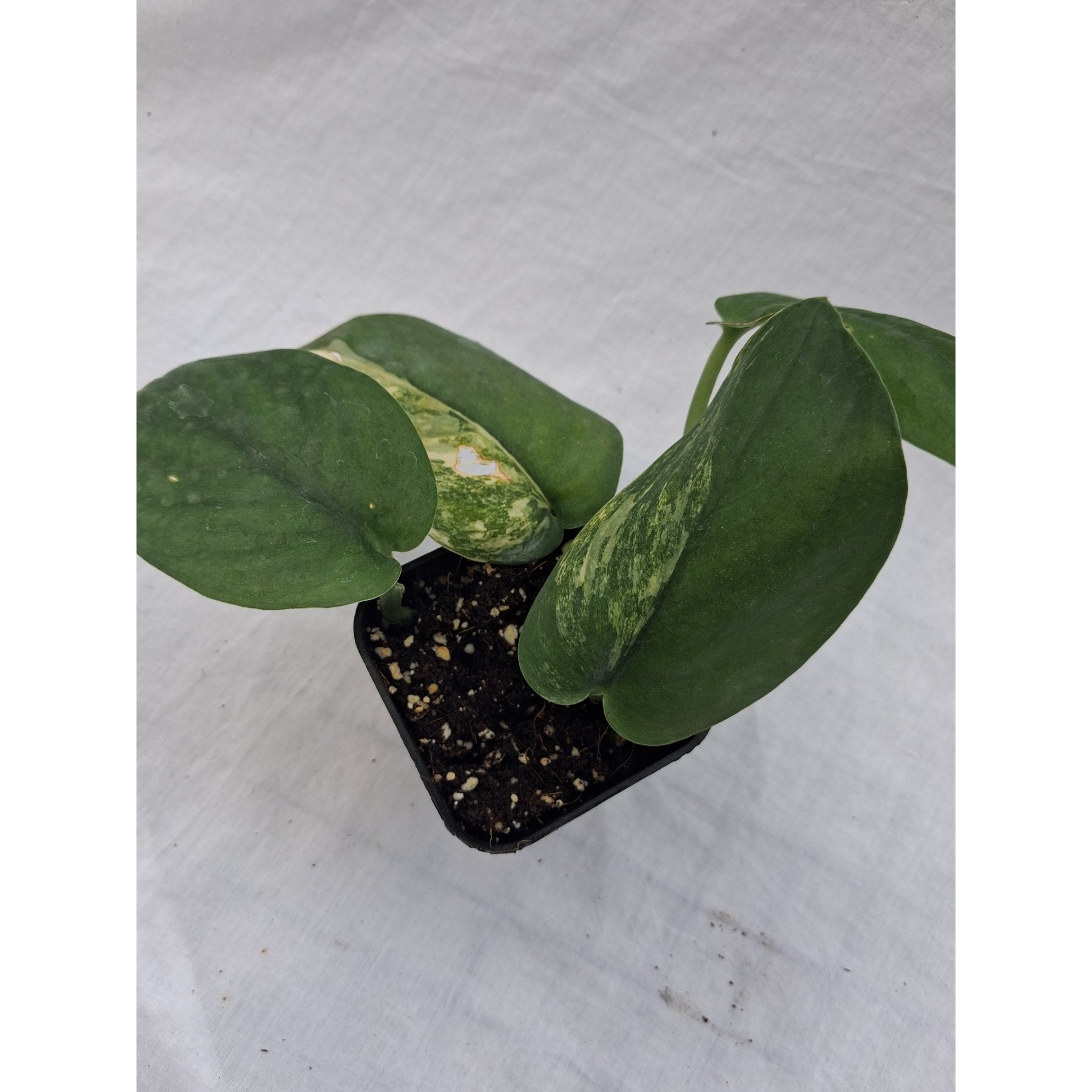 Scindapsus Jade Satin Variegated close up leaf detail – healthy nursery plant – Foliages.in