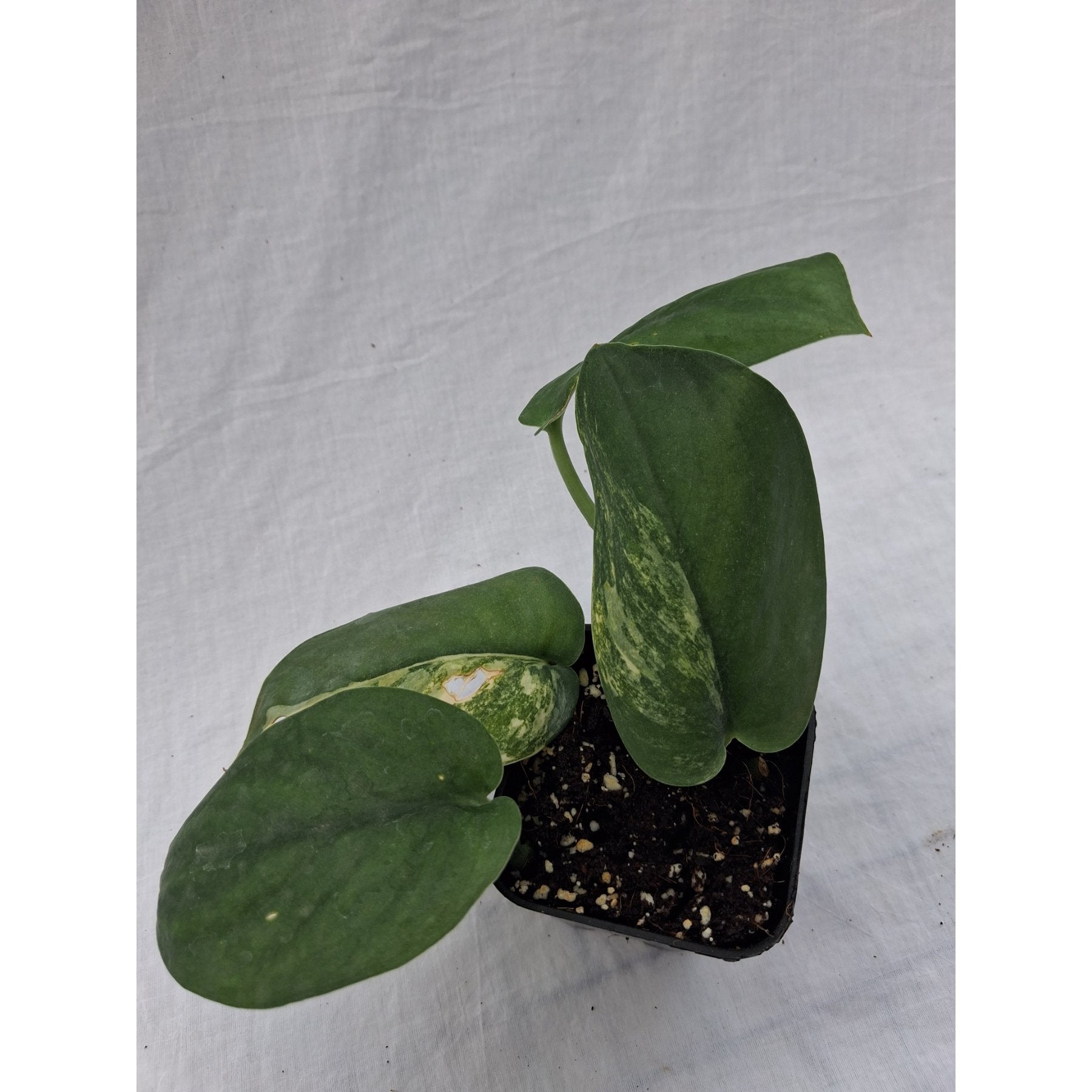 Scindapsus Jade Satin Variegated close up leaf detail – healthy nursery plant – Foliages.in