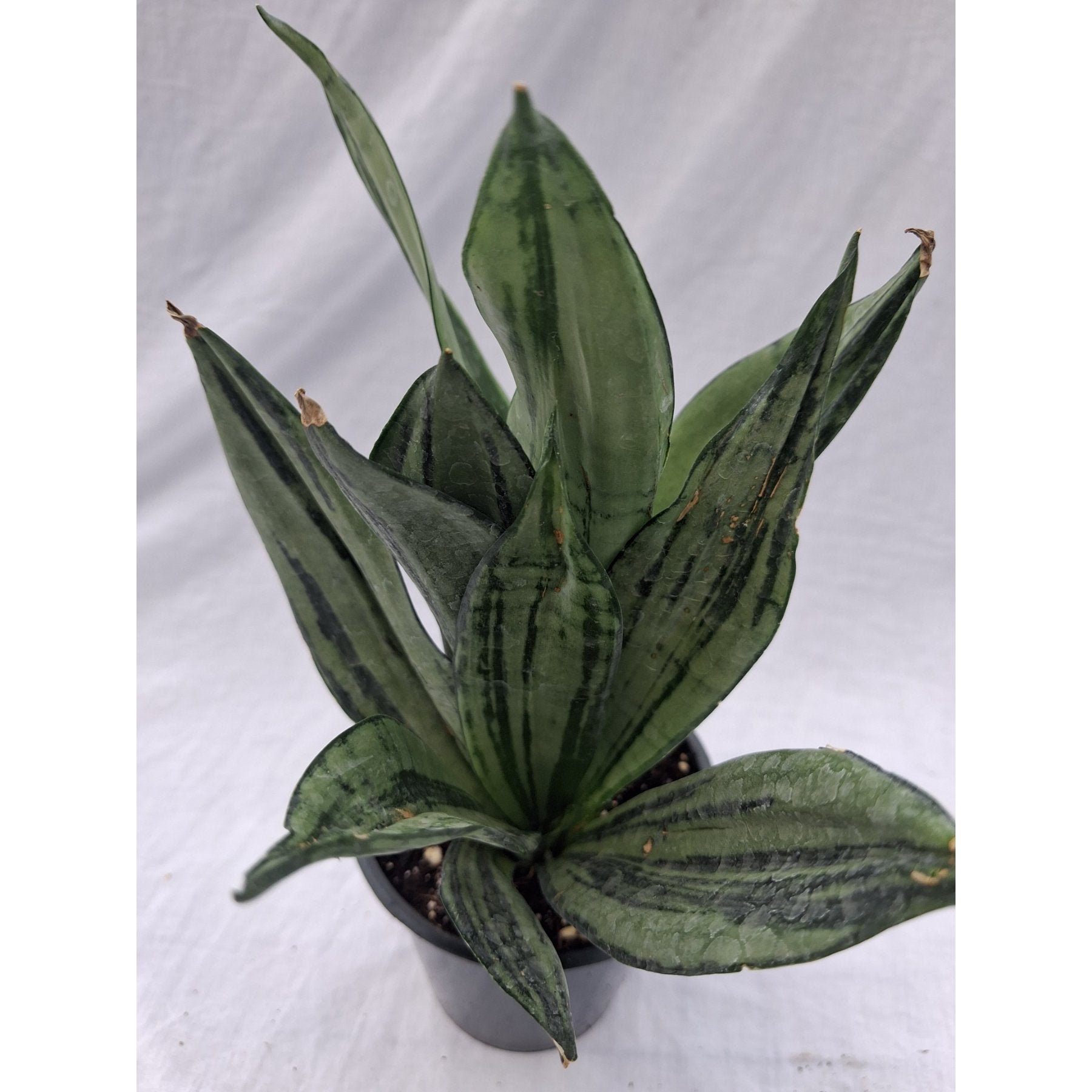 Brazilian Moonshine Snake Plant close up leaf detail – healthy nursery plant – Foliages.in