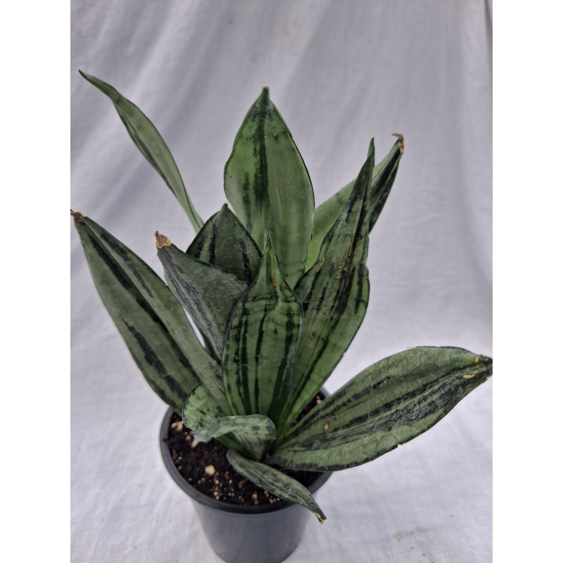 Brazilian Moonshine Snake Plant close up leaf detail – healthy nursery plant – Foliages.in