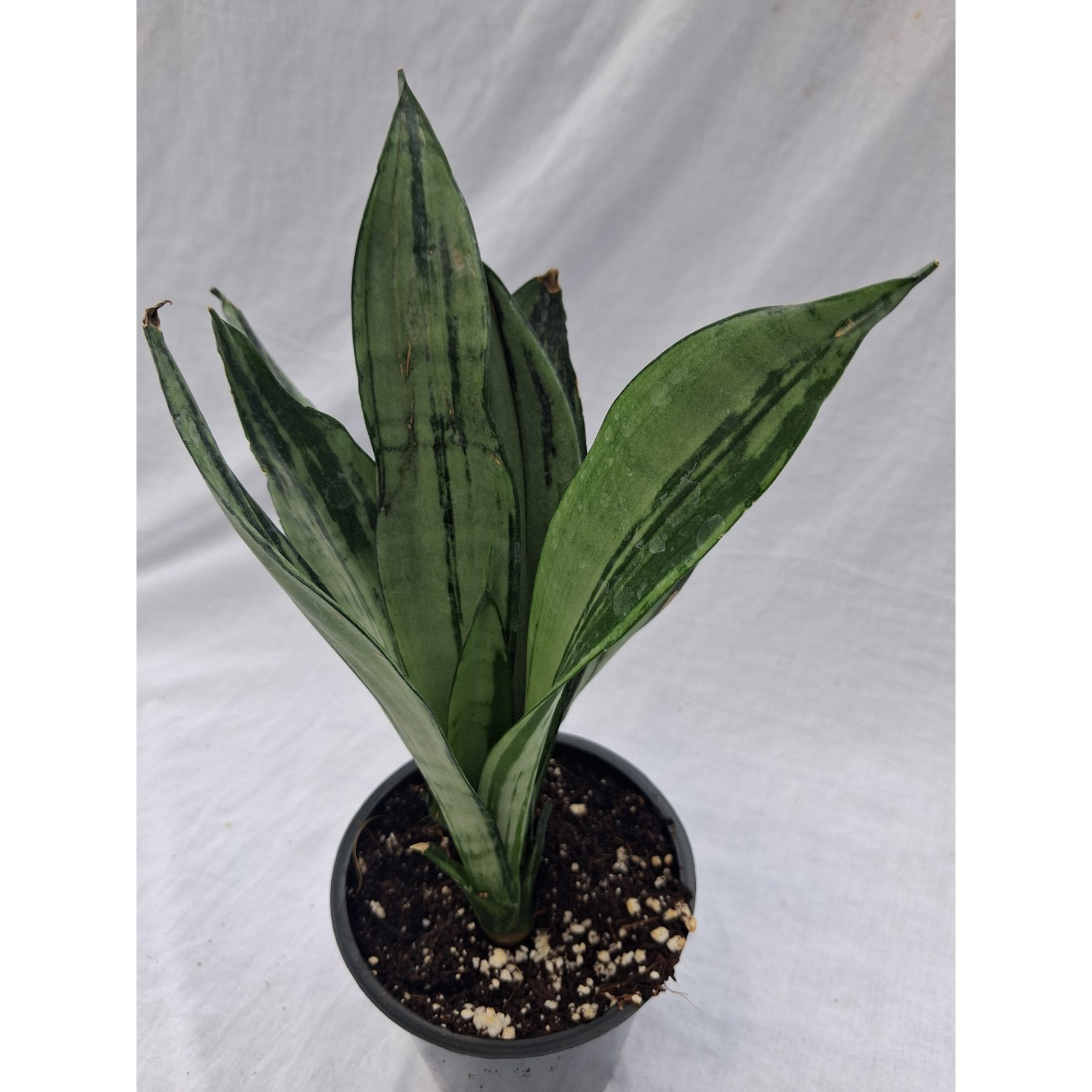 Brazilian Moonshine Snake Plant close up leaf detail – healthy nursery plant – Foliages.in
