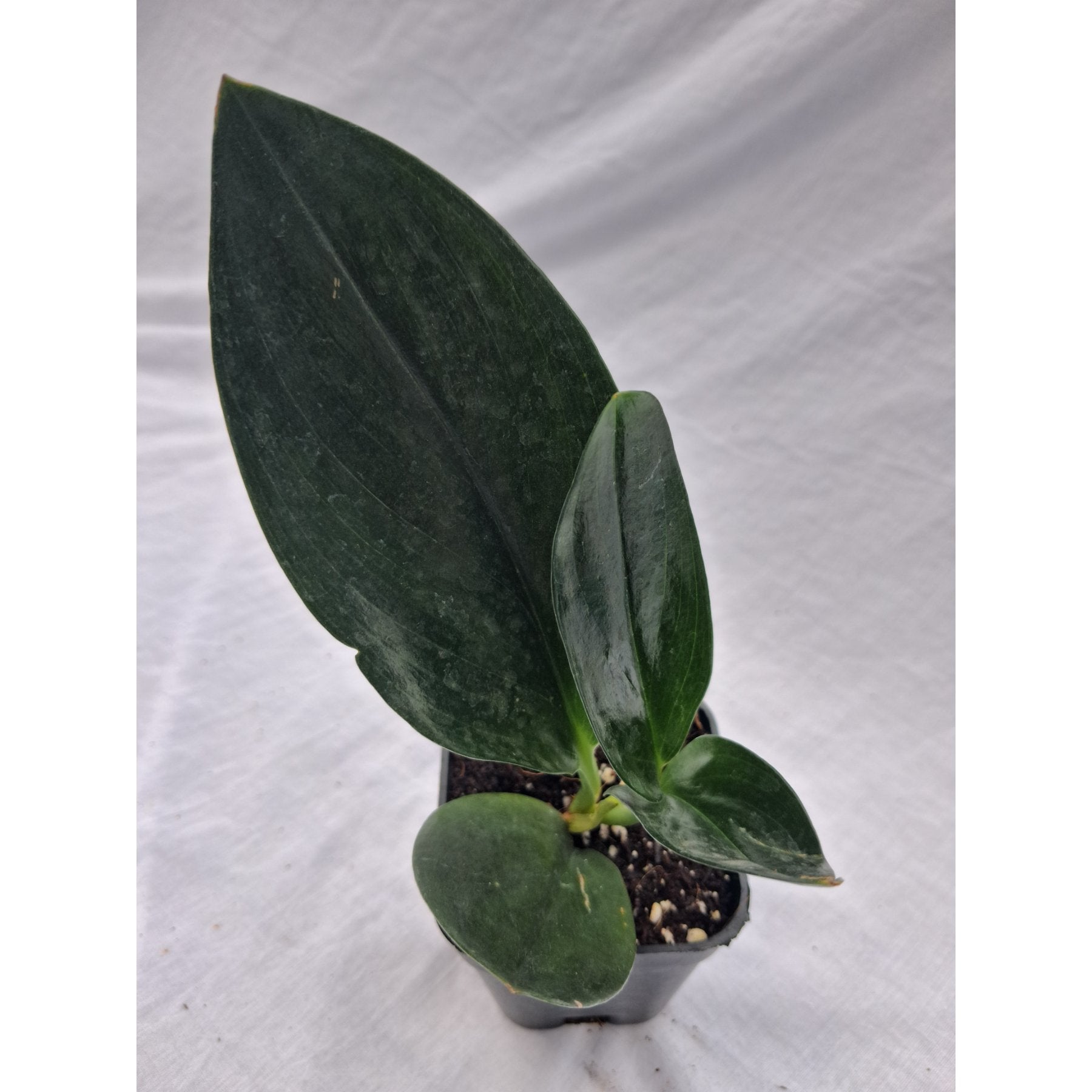 Black Dove Pothos close up leaf detail – healthy nursery plant – Foliages.in