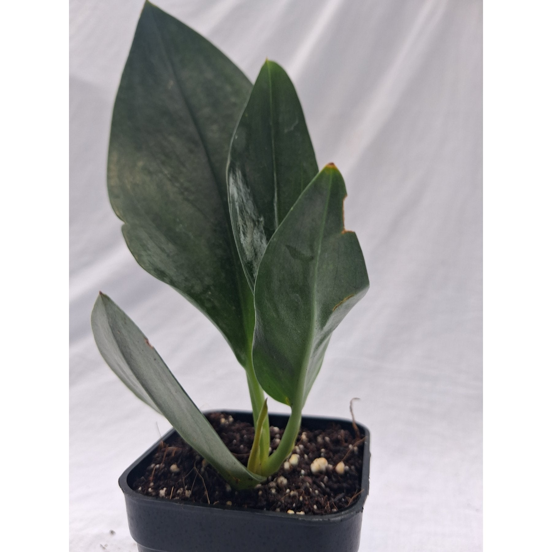Black Dove Pothos close up leaf detail – healthy nursery plant – Foliages.in