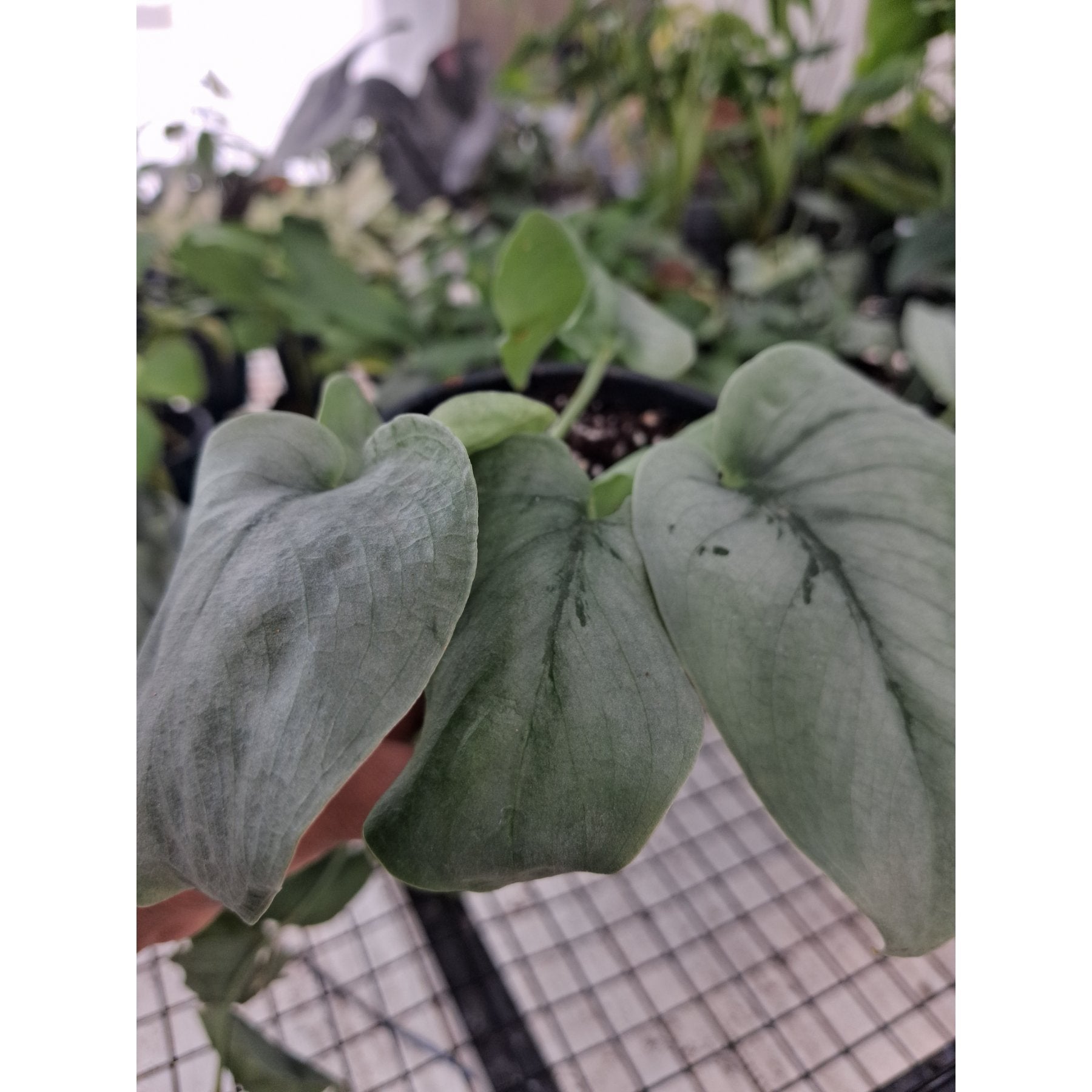 Scindapsus Platinum Java close up leaf detail – healthy nursery plant – Foliages.in