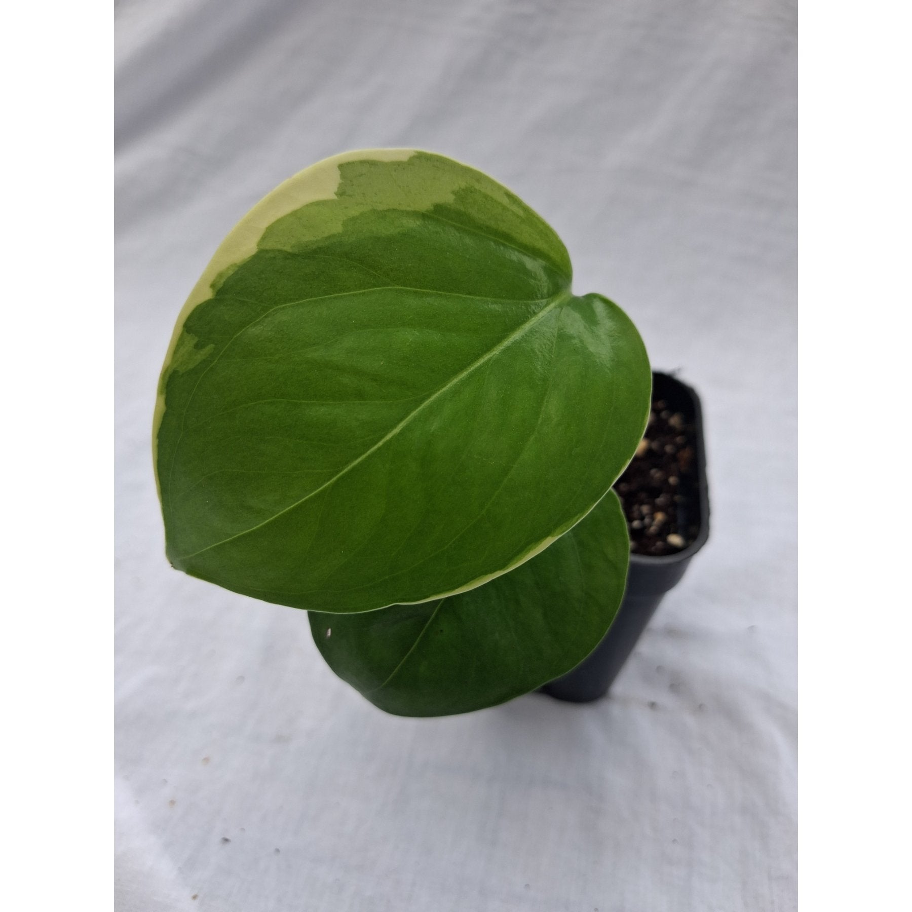 Manjula Pothos close up leaf detail – healthy nursery plant – Foliages.in