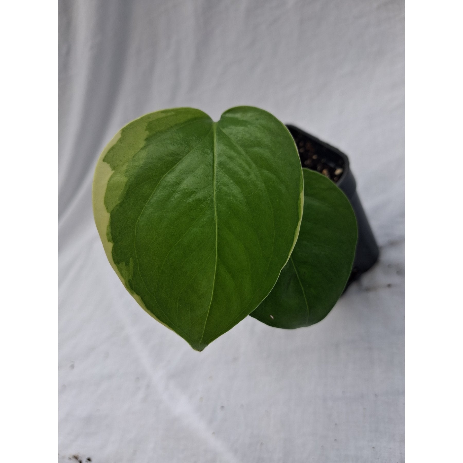 Manjula Pothos close up leaf detail – healthy nursery plant – Foliages.in