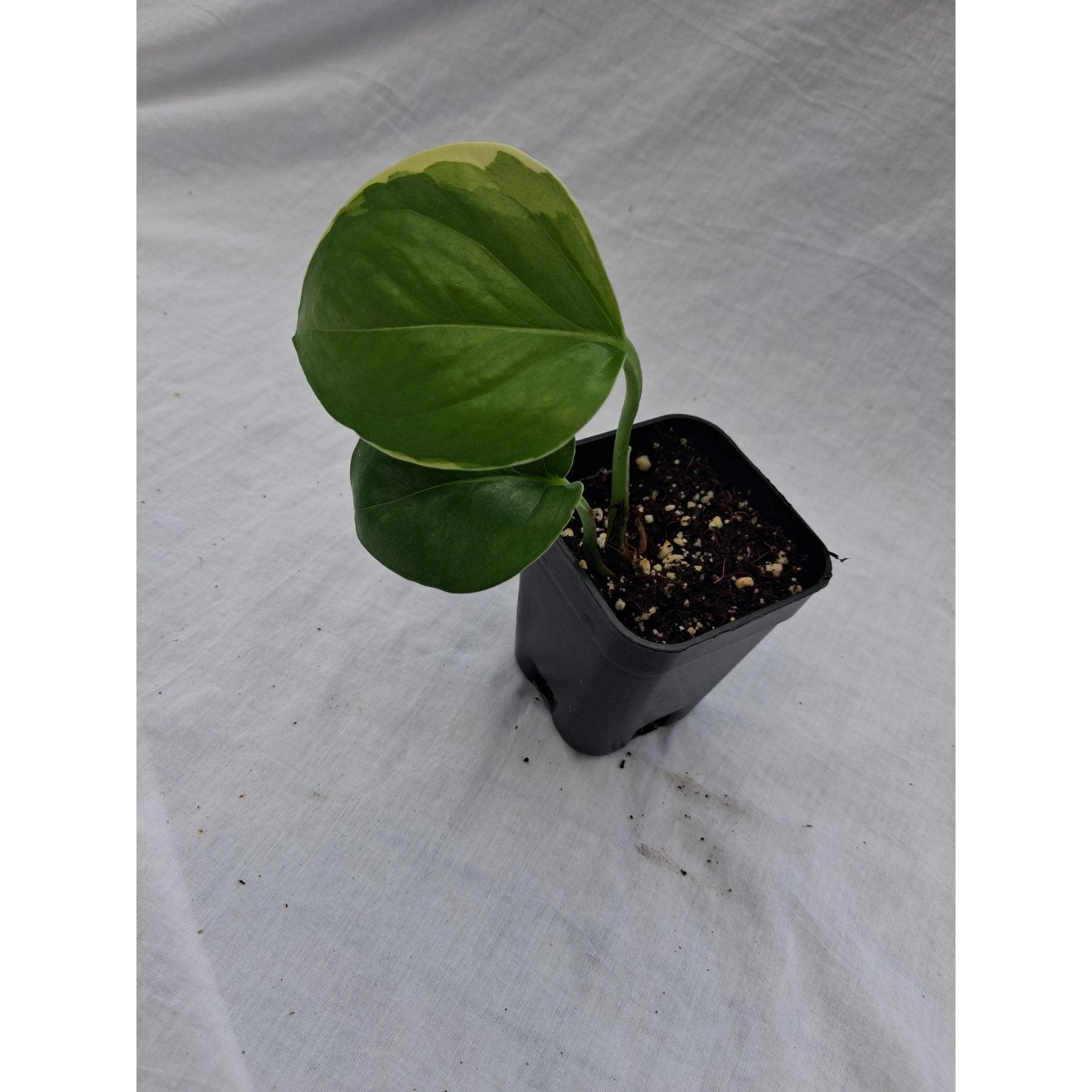 Manjula Pothos close up leaf detail – healthy nursery plant – Foliages.in