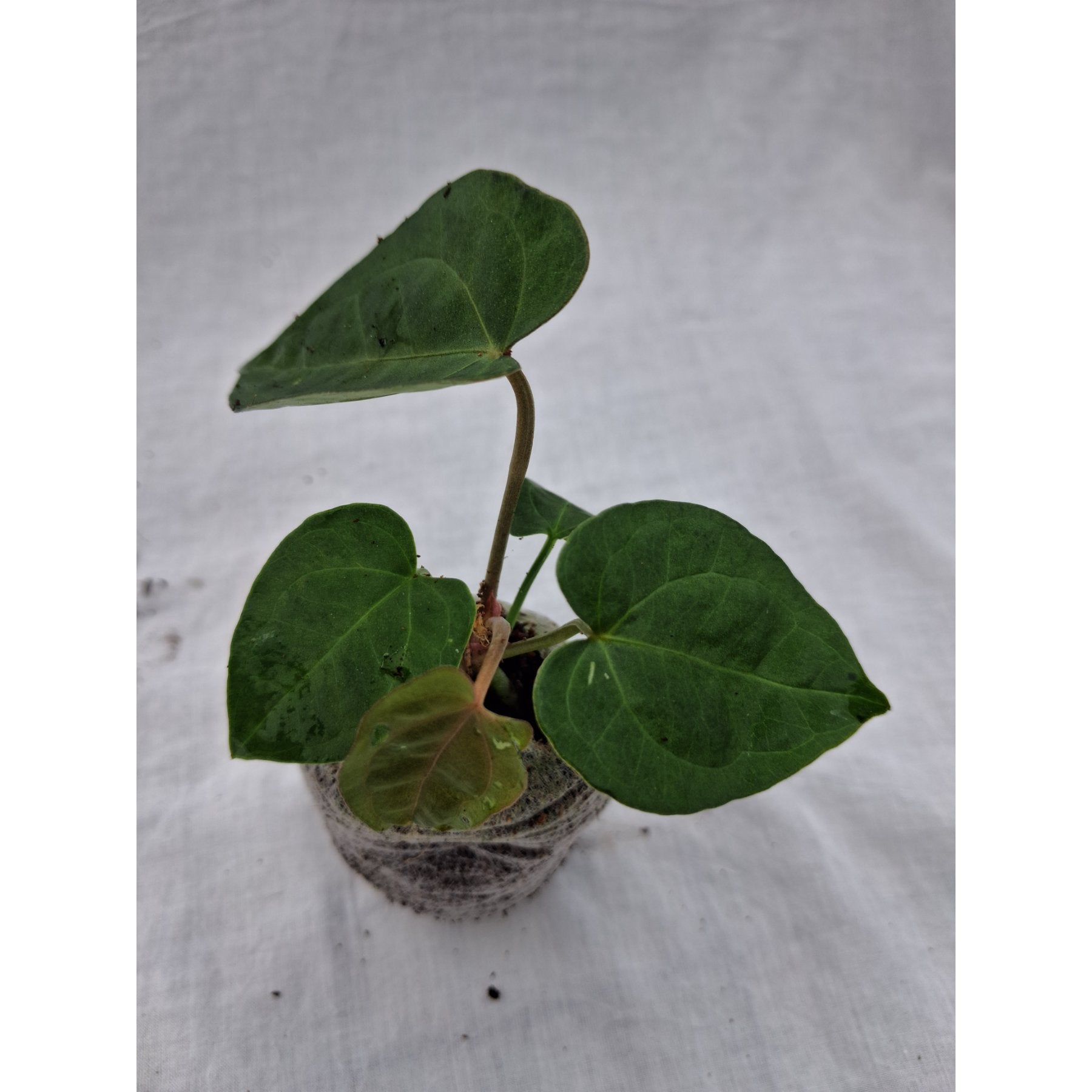 Anthurium Ace of Spades close up leaf detail – healthy nursery plant – Foliages.in