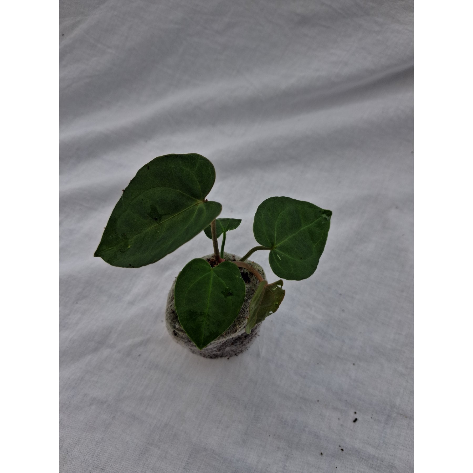 Anthurium Ace of Spades close up leaf detail – healthy nursery plant – Foliages.in
