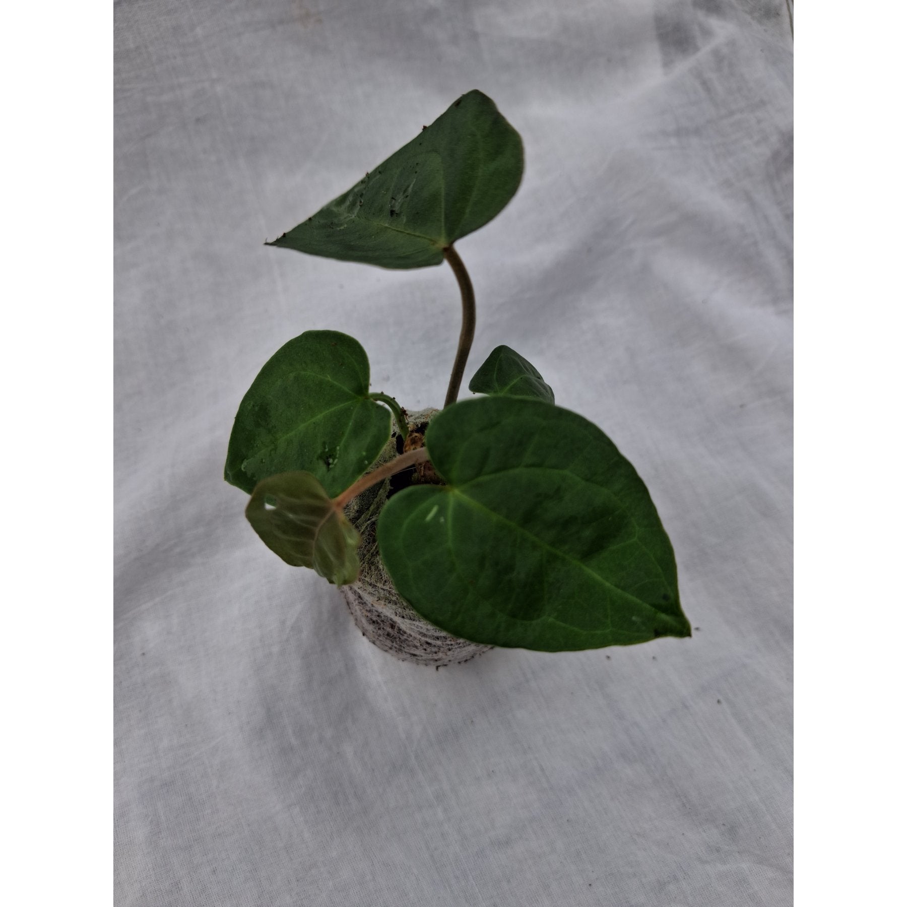 Anthurium Ace of Spades close up leaf detail – healthy nursery plant – Foliages.in
