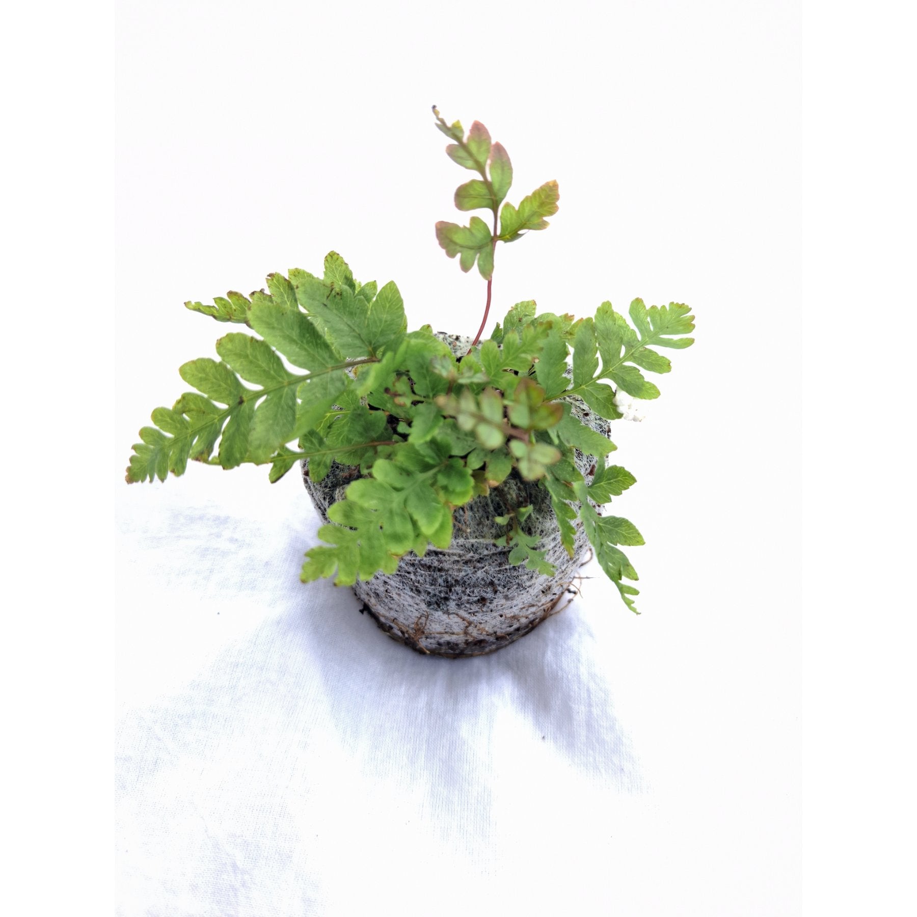 Tricolor Brake Fern close up leaf detail – healthy nursery plant – Foliages.in