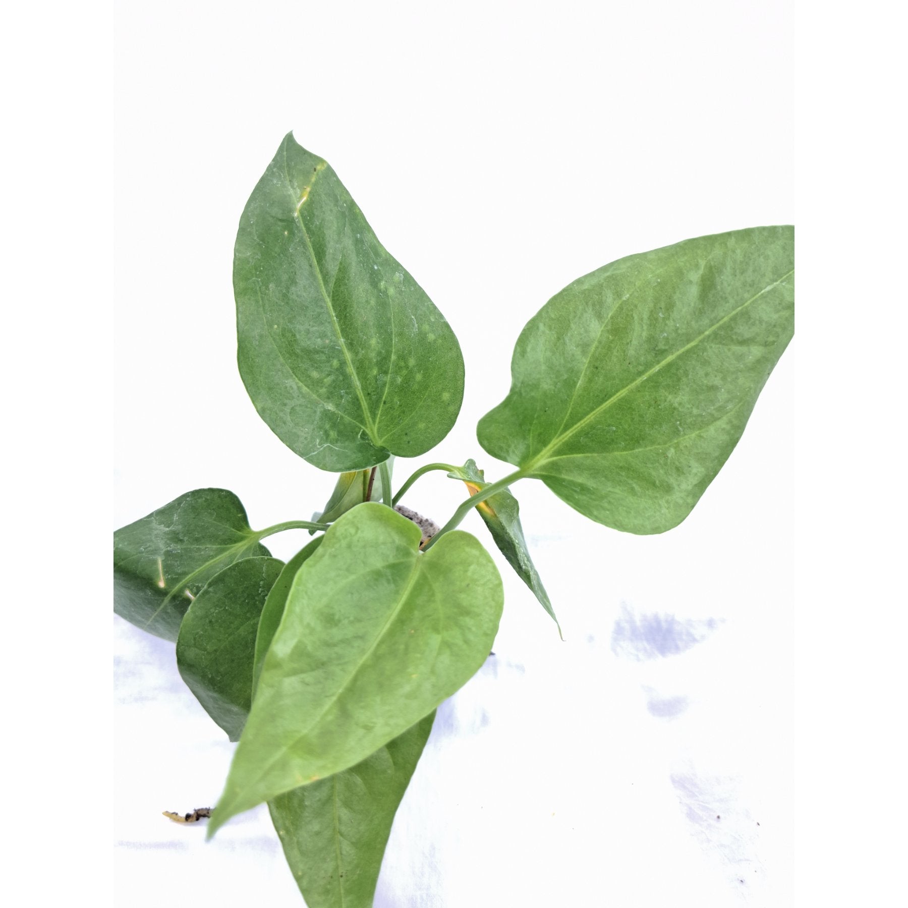 Anthurium Watermaliense close up leaf detail – healthy nursery plant – Foliages.in