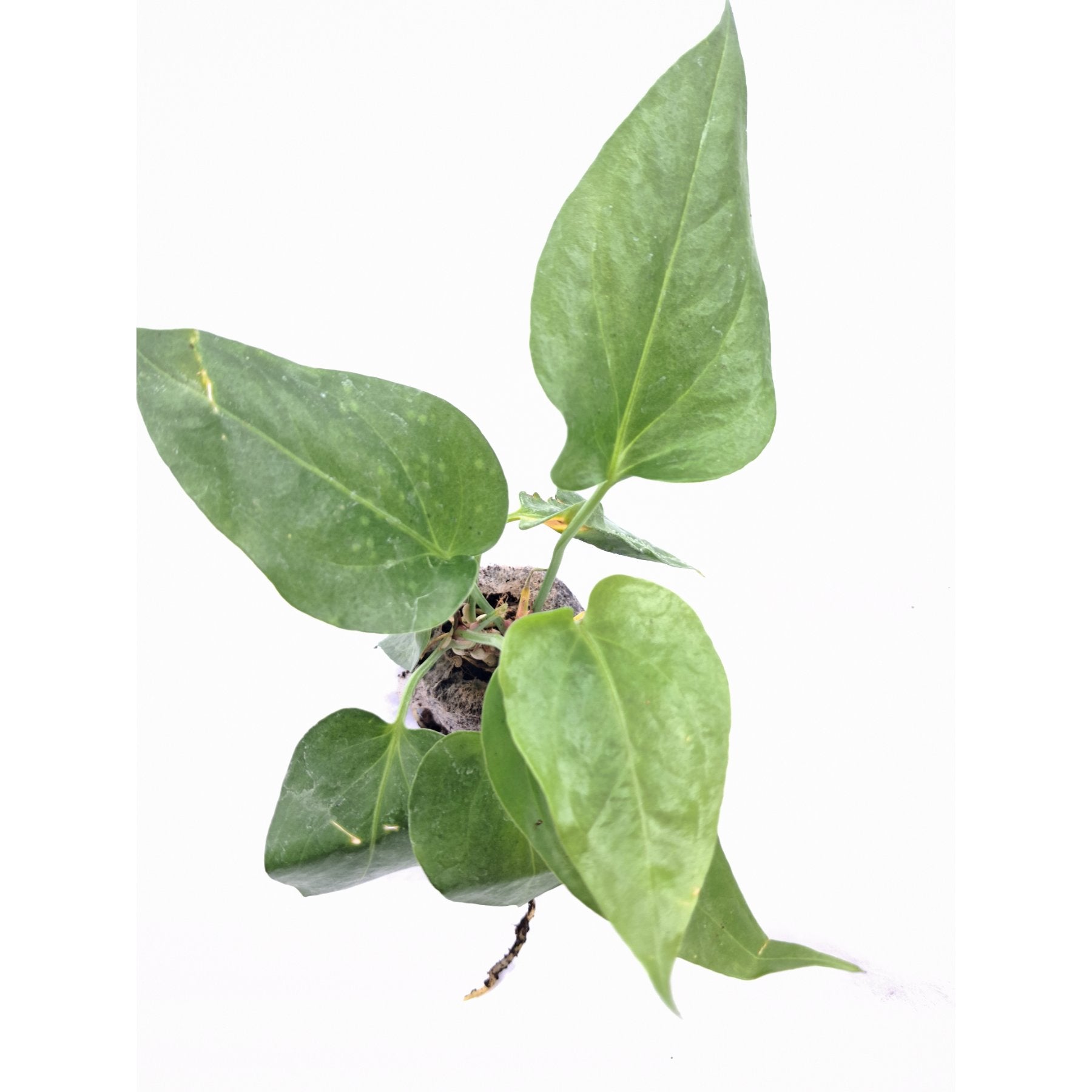 Anthurium Watermaliense close up leaf detail – healthy nursery plant – Foliages.in