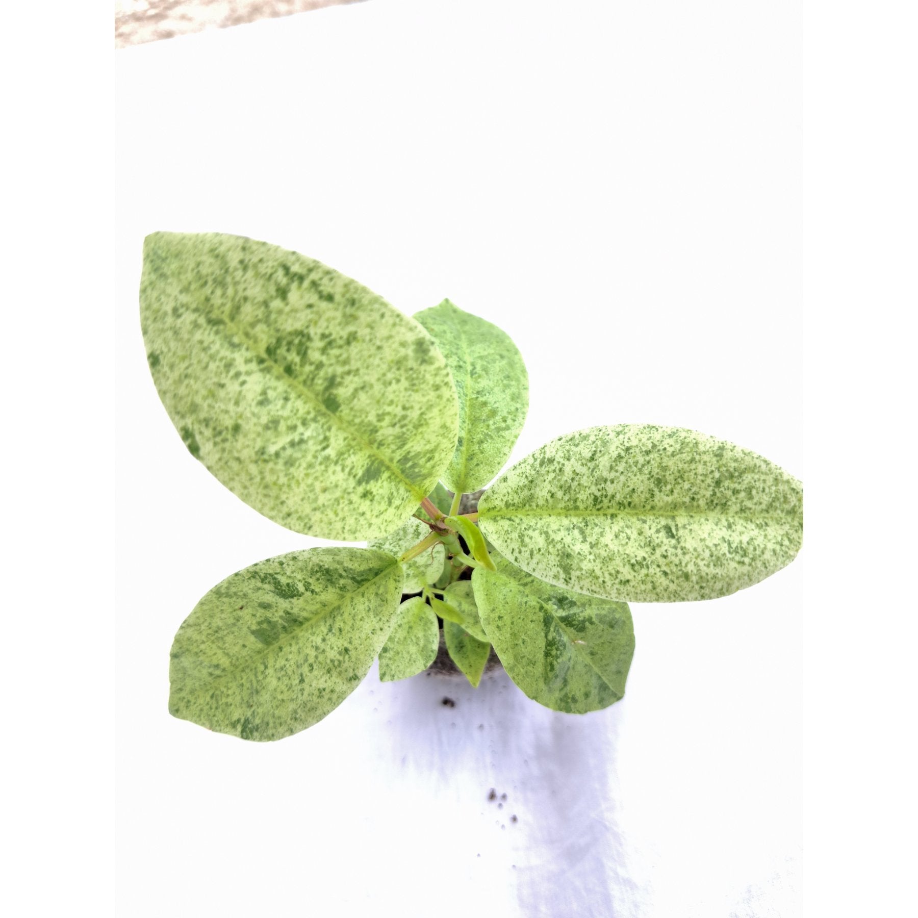 Variegated Rubber Plant – Variegated Jiffy Sized - Aloevera Greens
