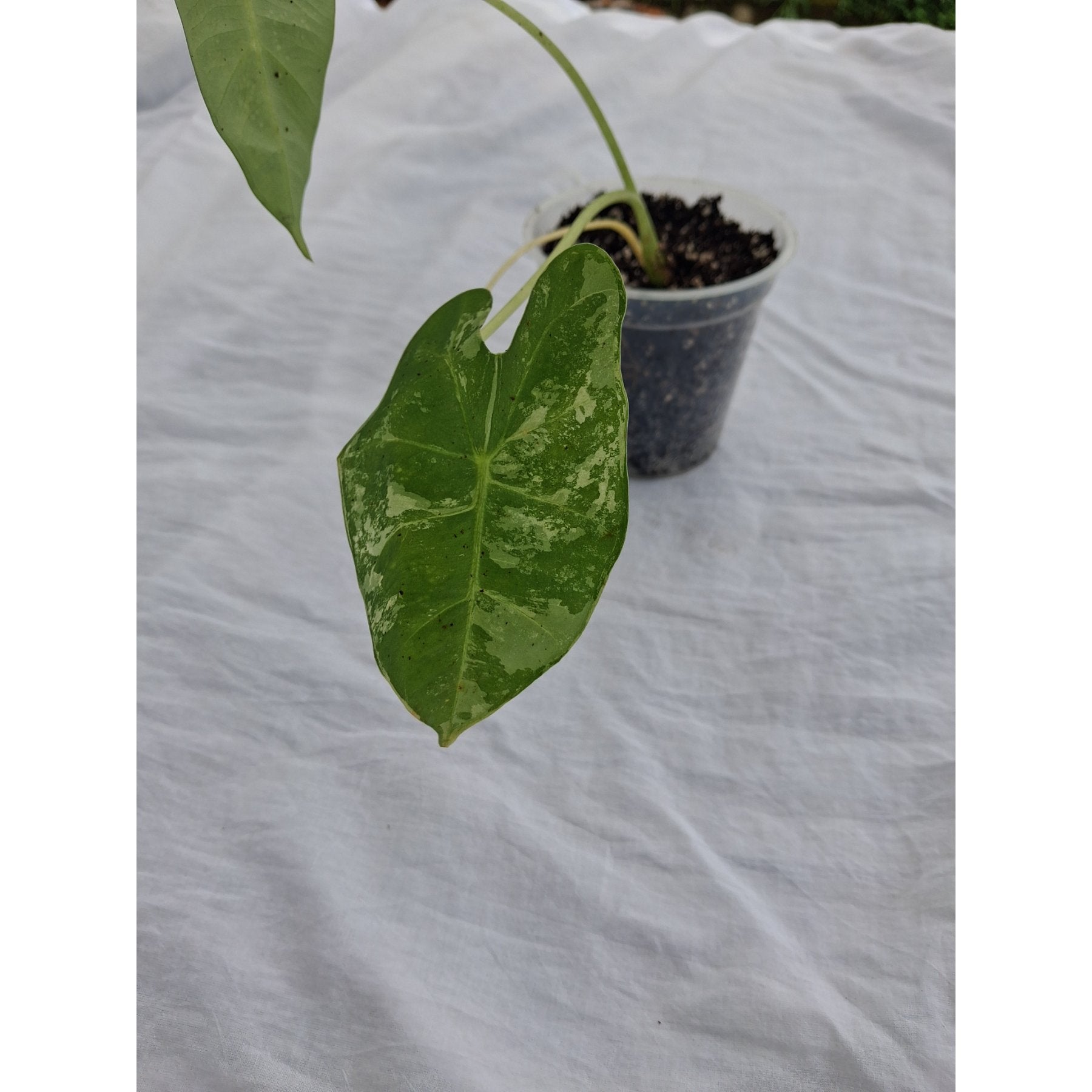 Alocasia Frydek Variegated close up leaf detail – healthy nursery plant – Foliages.in