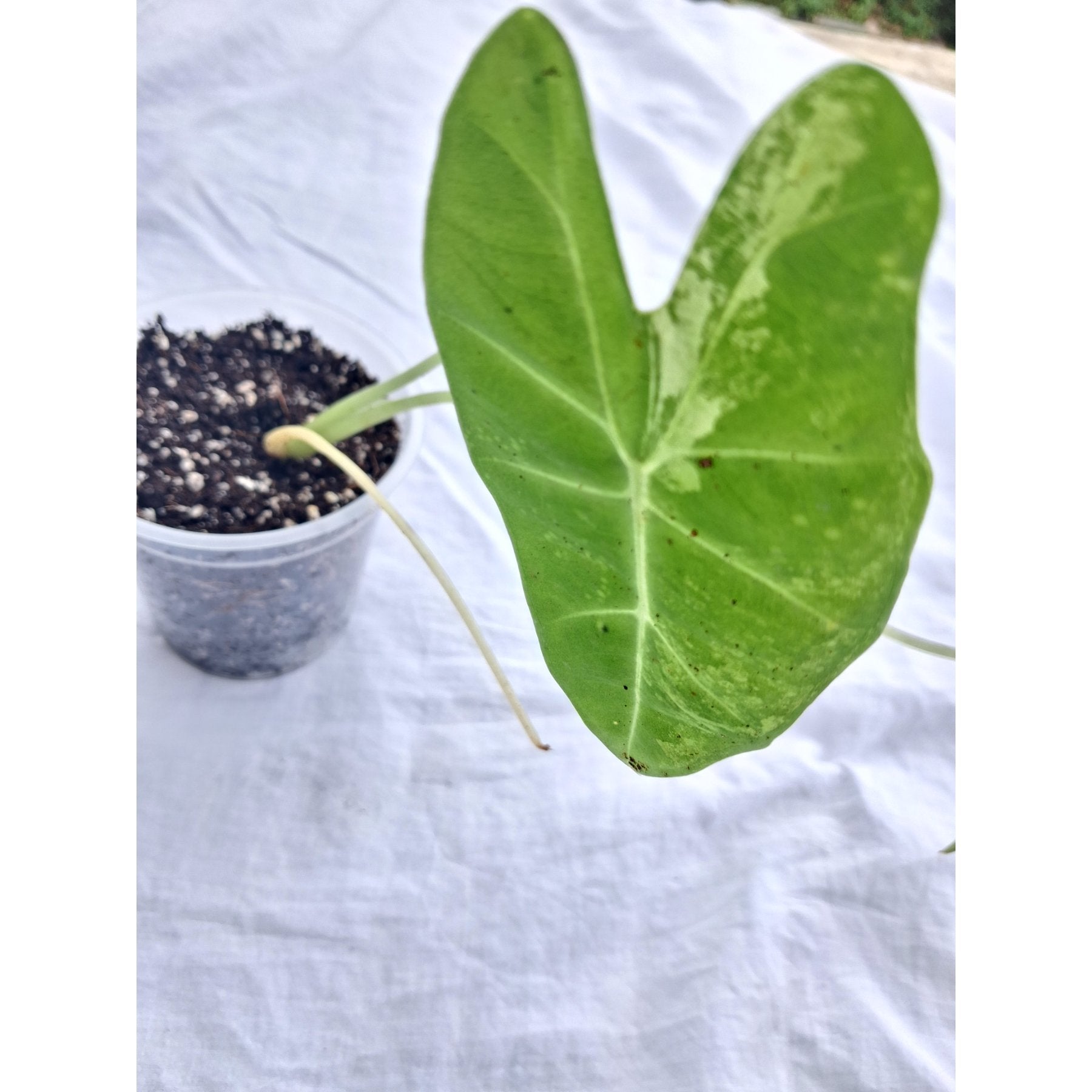 Alocasia Frydek Variegated close up leaf detail – healthy nursery plant – Foliages.in