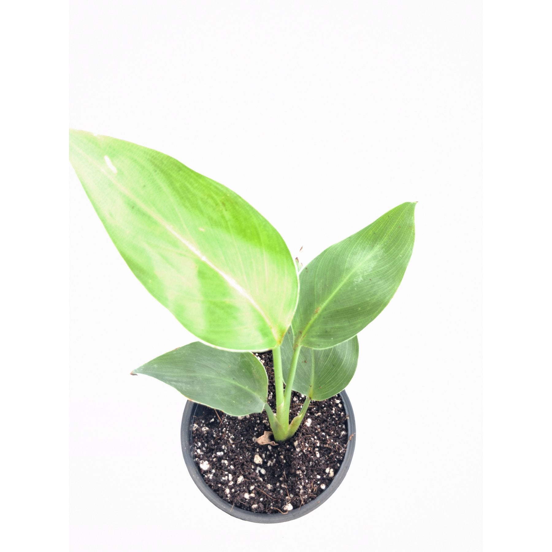 Bird of Paradise close up leaf detail – healthy nursery plant – Foliages.in