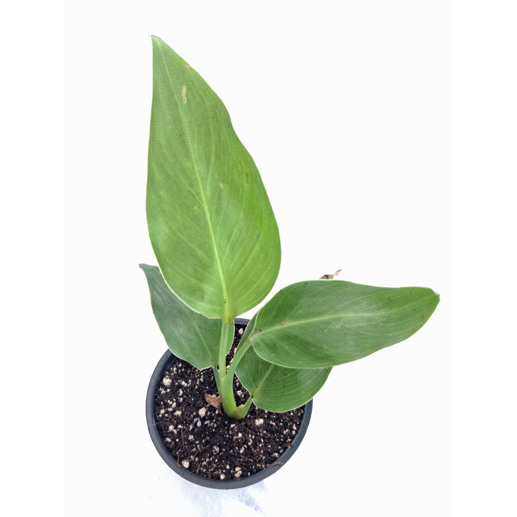Bird of Paradise close up leaf detail – healthy nursery plant – Foliages.in