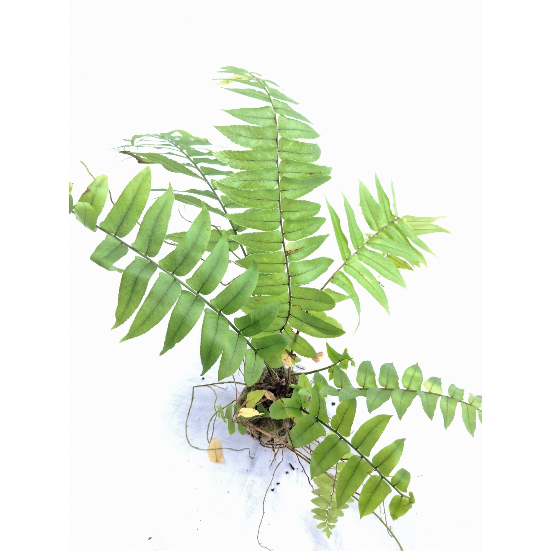 Macho Fern close up leaf detail – healthy nursery plant – Foliages.in