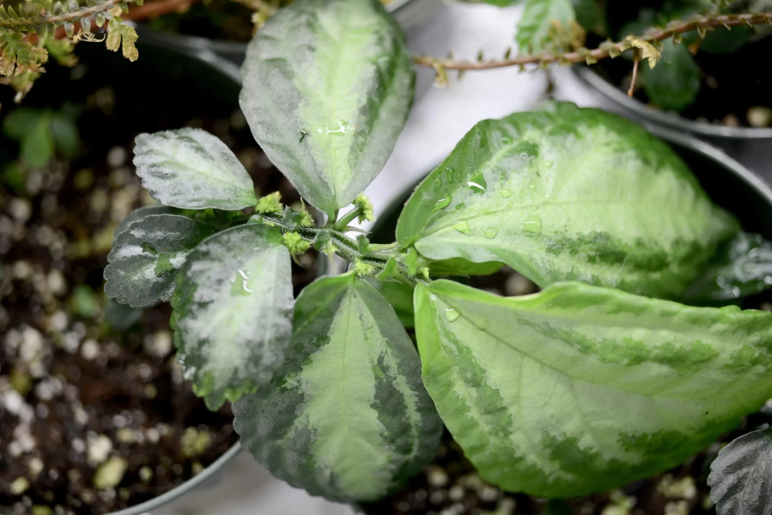 Elatostema/ pilea Var 7