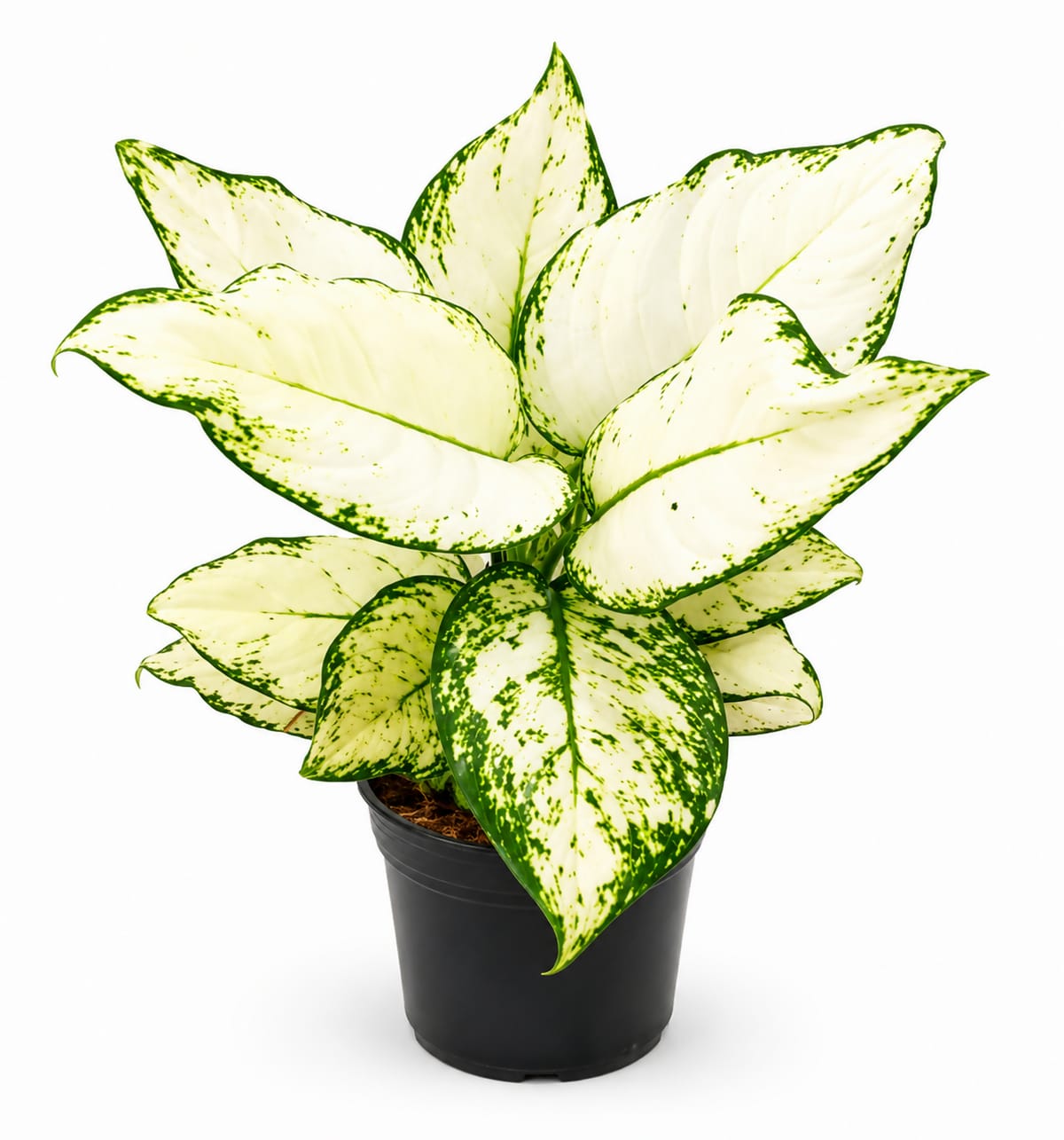 Aglaonema Super White healthy live foliage plant – Foliages India