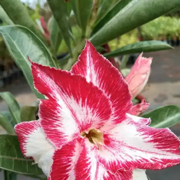 Adenium Pant - 18