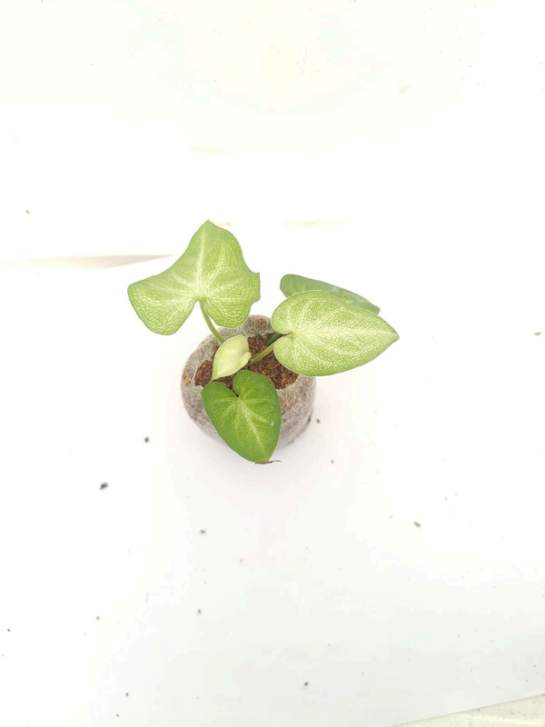 Caladium Muffet in indoor pot – exotic plant collection – Foliages India