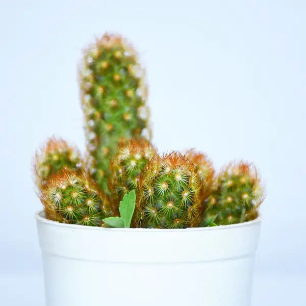 Cacti Mammillaria Elongata Queen