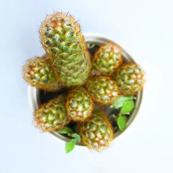 Cacti Mammillaria Elongata Queen