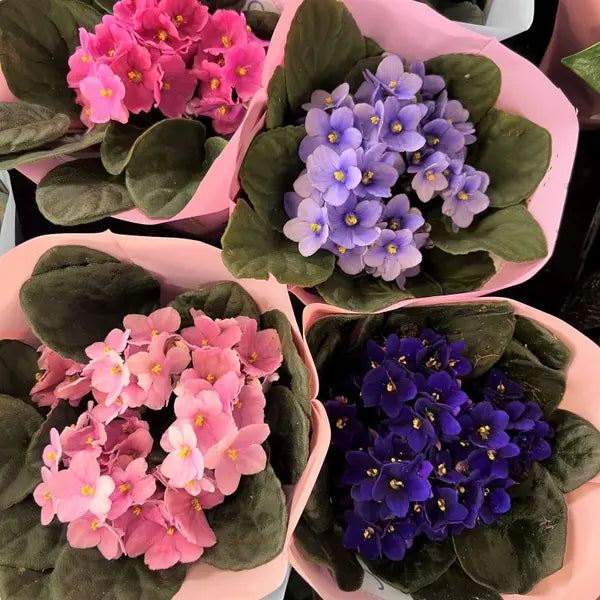 African Violet Saintpaulia (Mixed Colours)