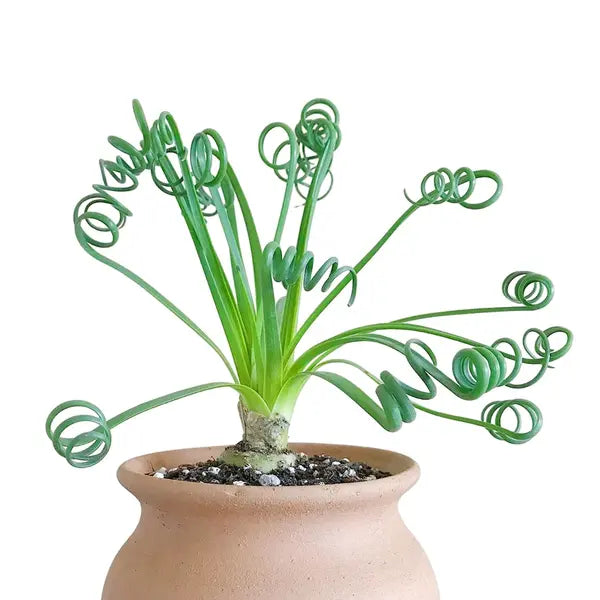 Frizzle Sizzle Plant, Albuca spiralis - Bulb