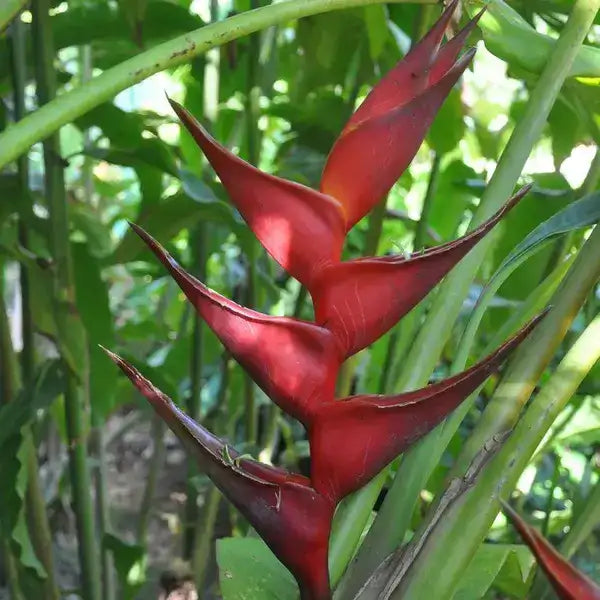 Heliconia caribaea 'Black Magic'