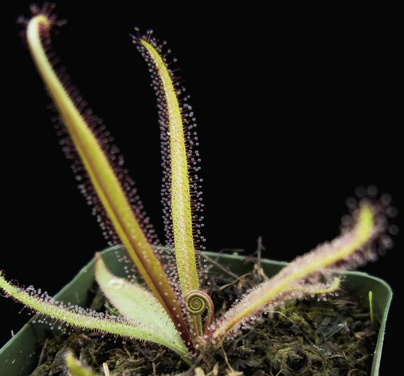 Drosera Adelae / Lance-leaved Sundew / Carnivorus Plant