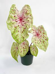 Caladium Muffet Live Plant – Rare Starter TC Plant – Foliages India