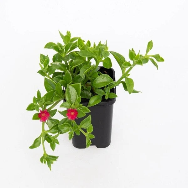 Baby Sun Rose (Aptenia Cordifolia)