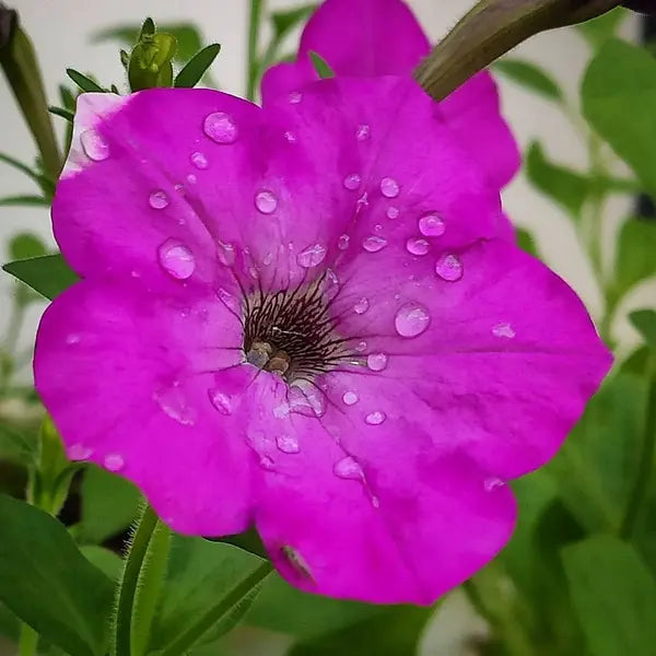 Petunia Plant | Nadan Petunia